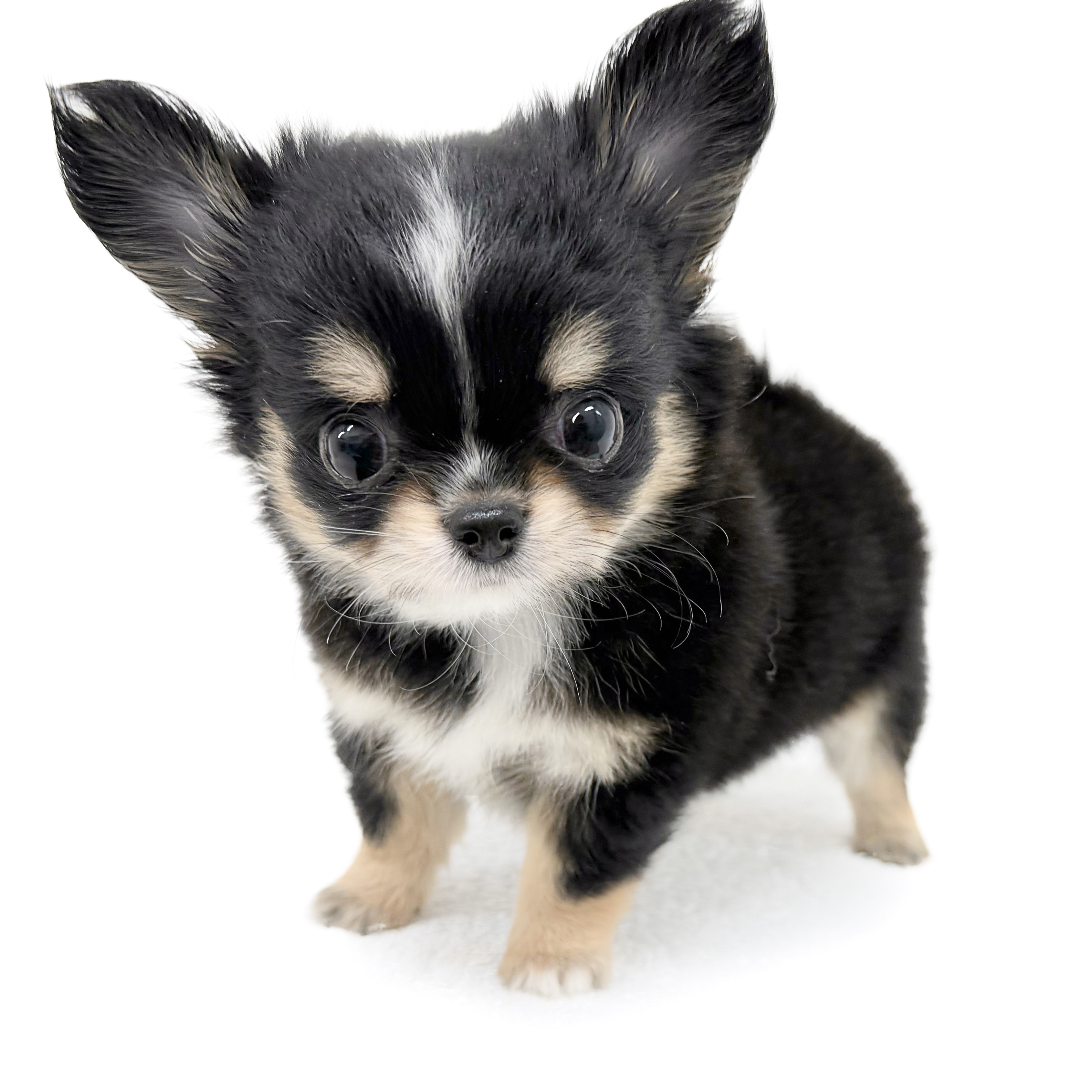 チワワ | ペットショップ マルワン 小さめ子犬 美形な子猫 初心者安心