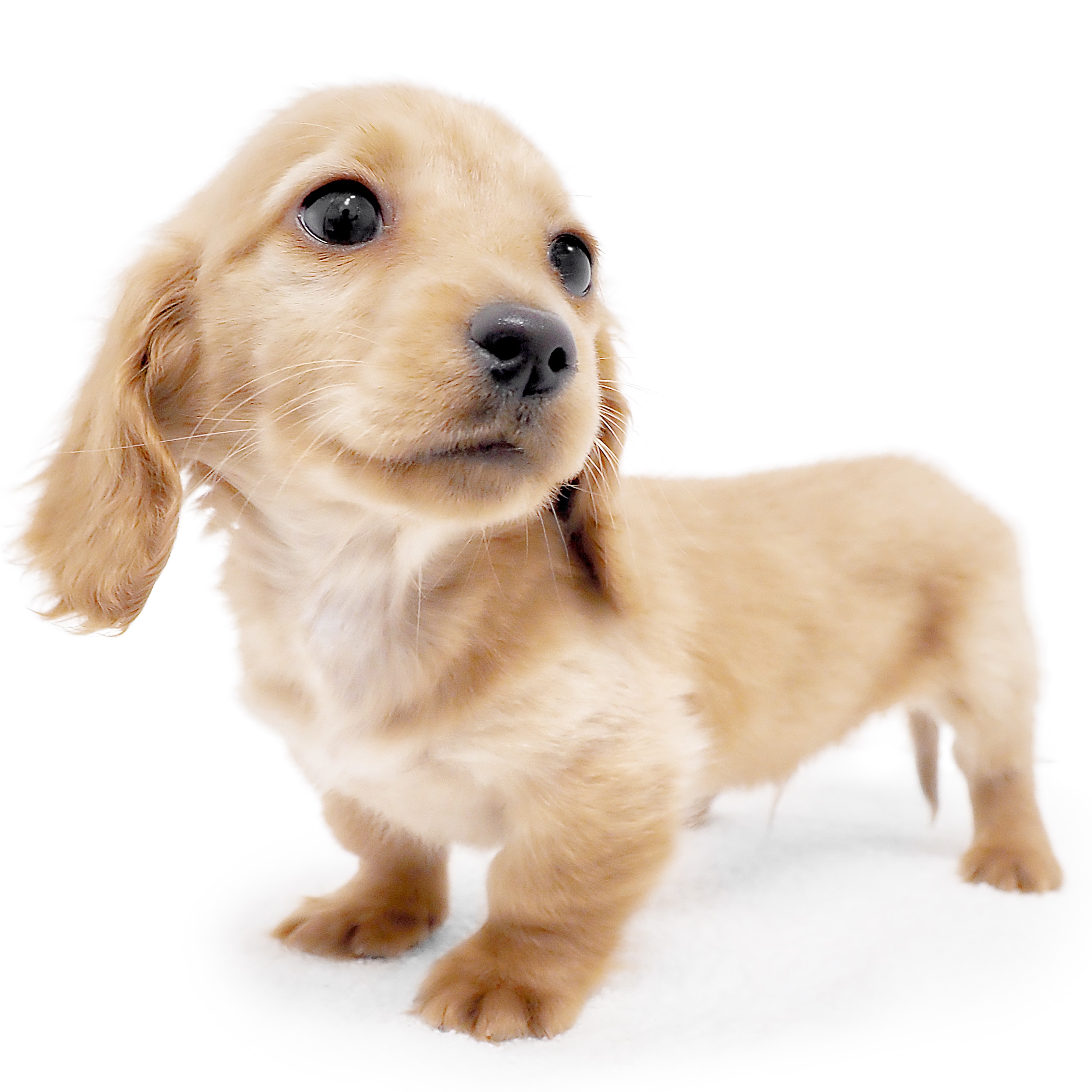 ミニチュア・ダックスフント | ペットショップ マルワン 小さめ子犬 