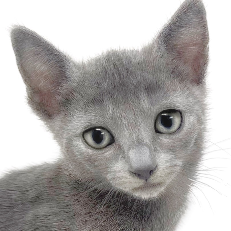 ロシアンブルー 】極上ブルーの短毛種！お留守番もできる遊び上手な