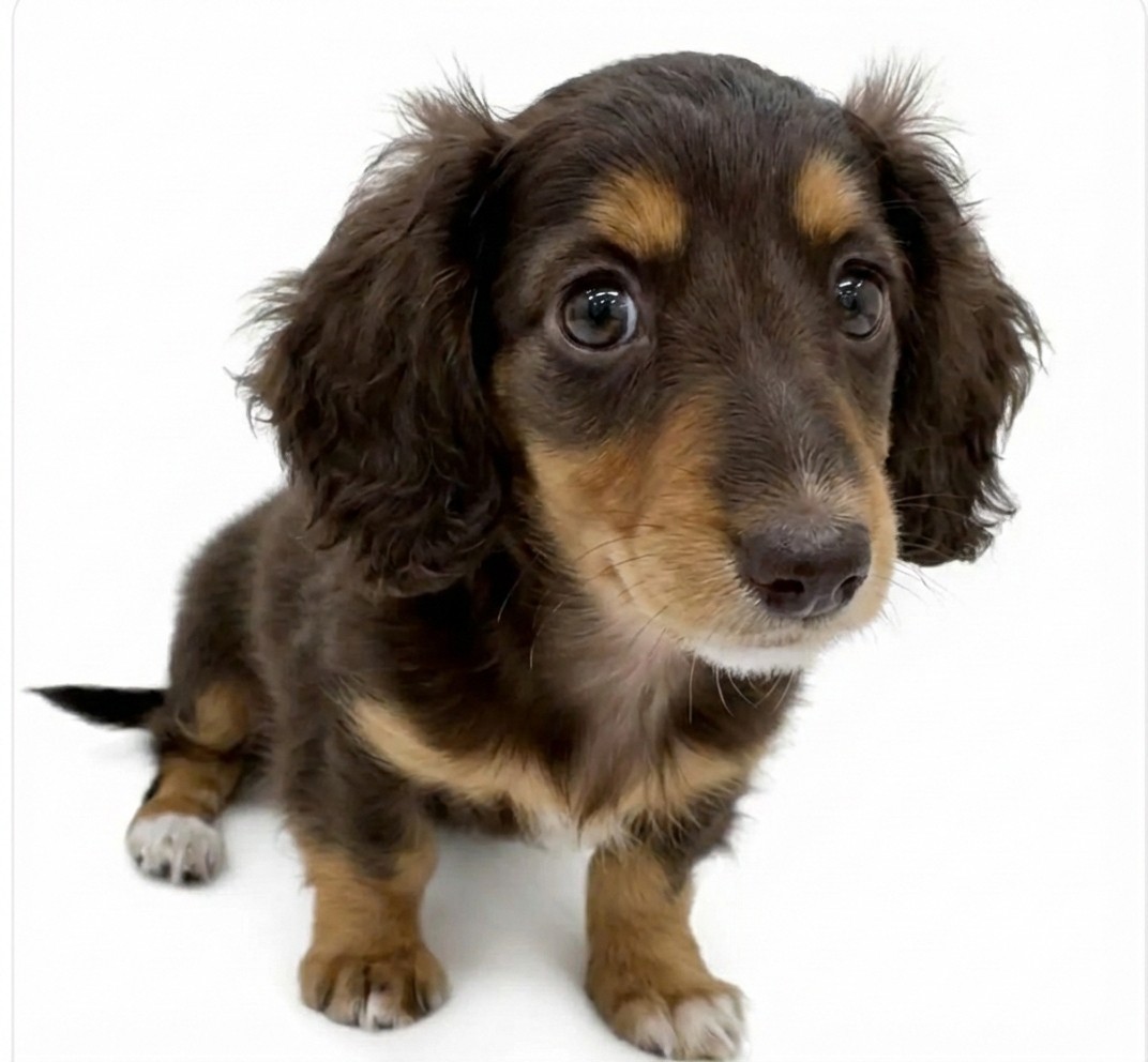 ミニチュア・ダックスフント | ペットショップ マルワン 小さめ子犬