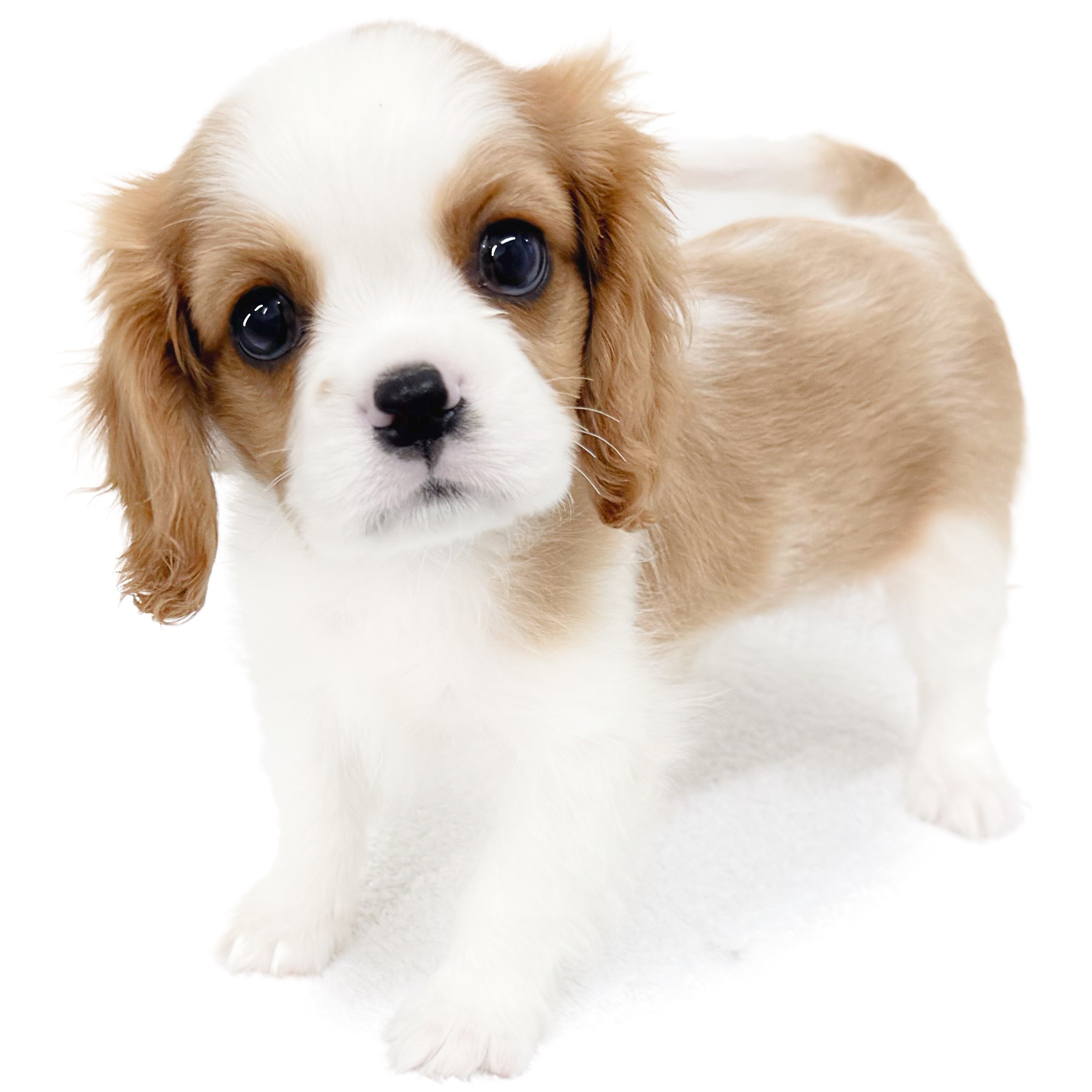 キャバリア・キングチャールズ・スパニエル | ペットショップ マルワン