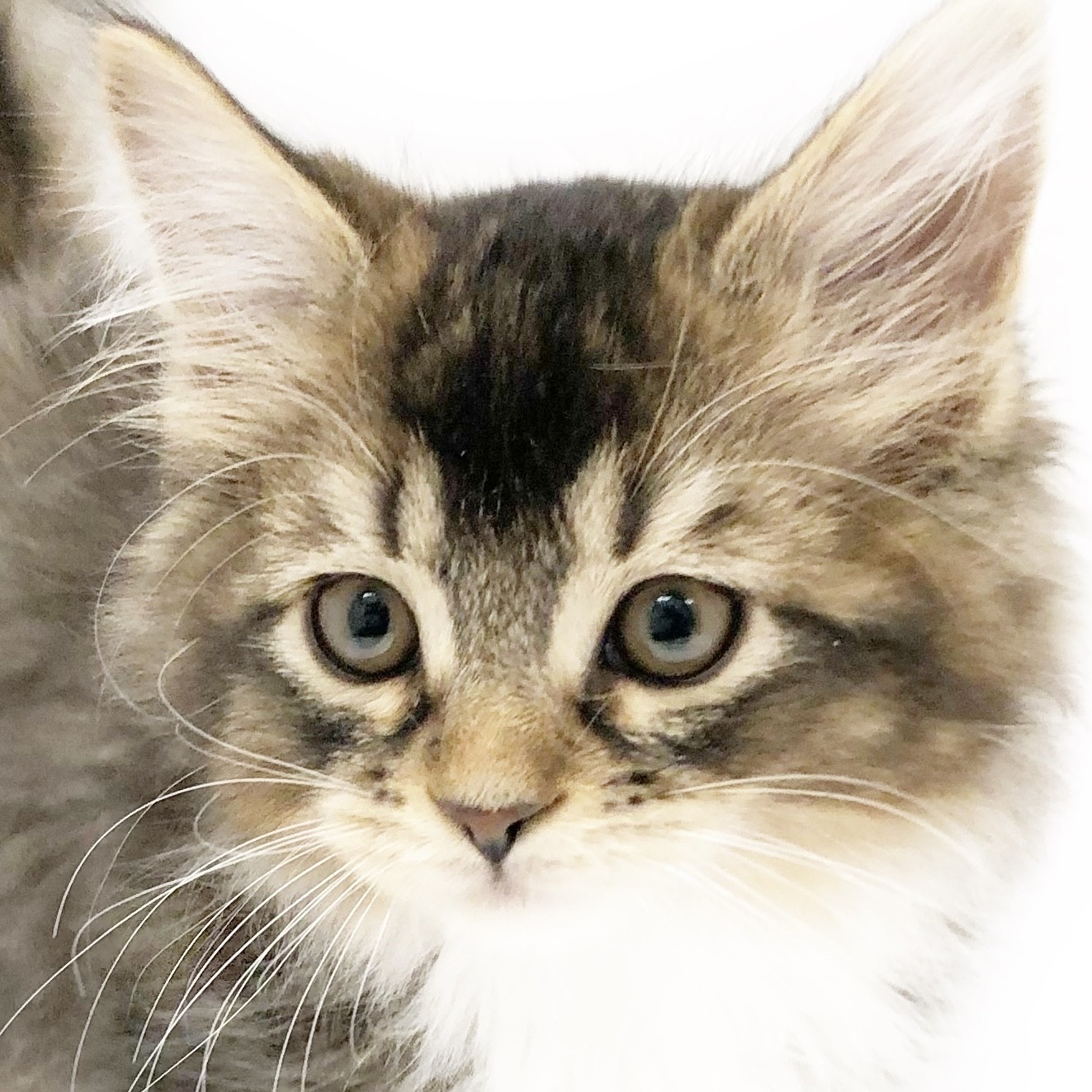 メインクーン 】綺麗なタビー模様、可愛らしい仕草、魅力がぎっしり