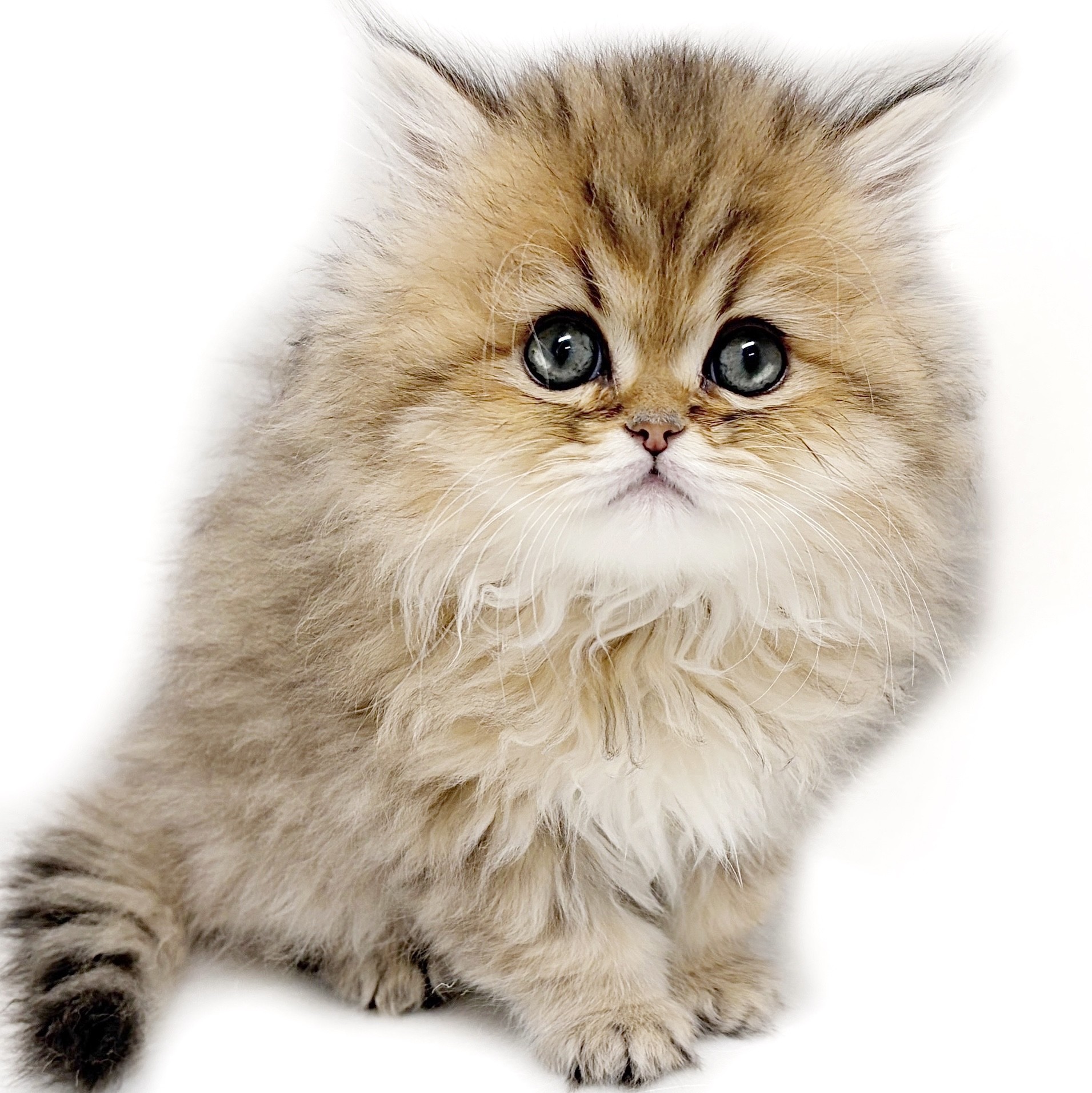 ペルシャ | ペットショップ マルワン 小さめ子犬 美形な子猫 初心者