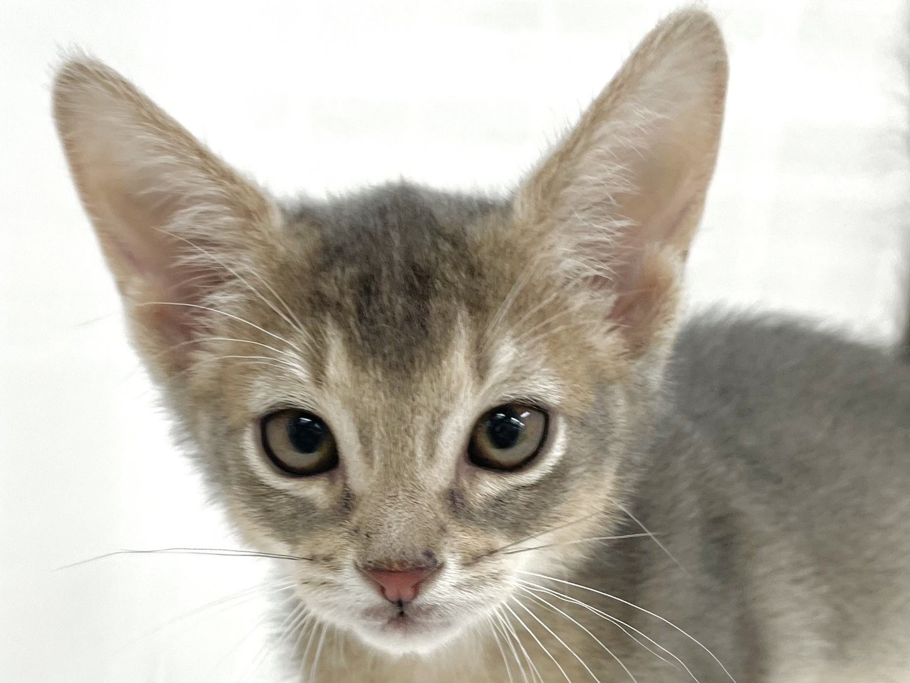 アビシニアン 】ブルーカラーの女の子、落ち着いた上品さが魅力