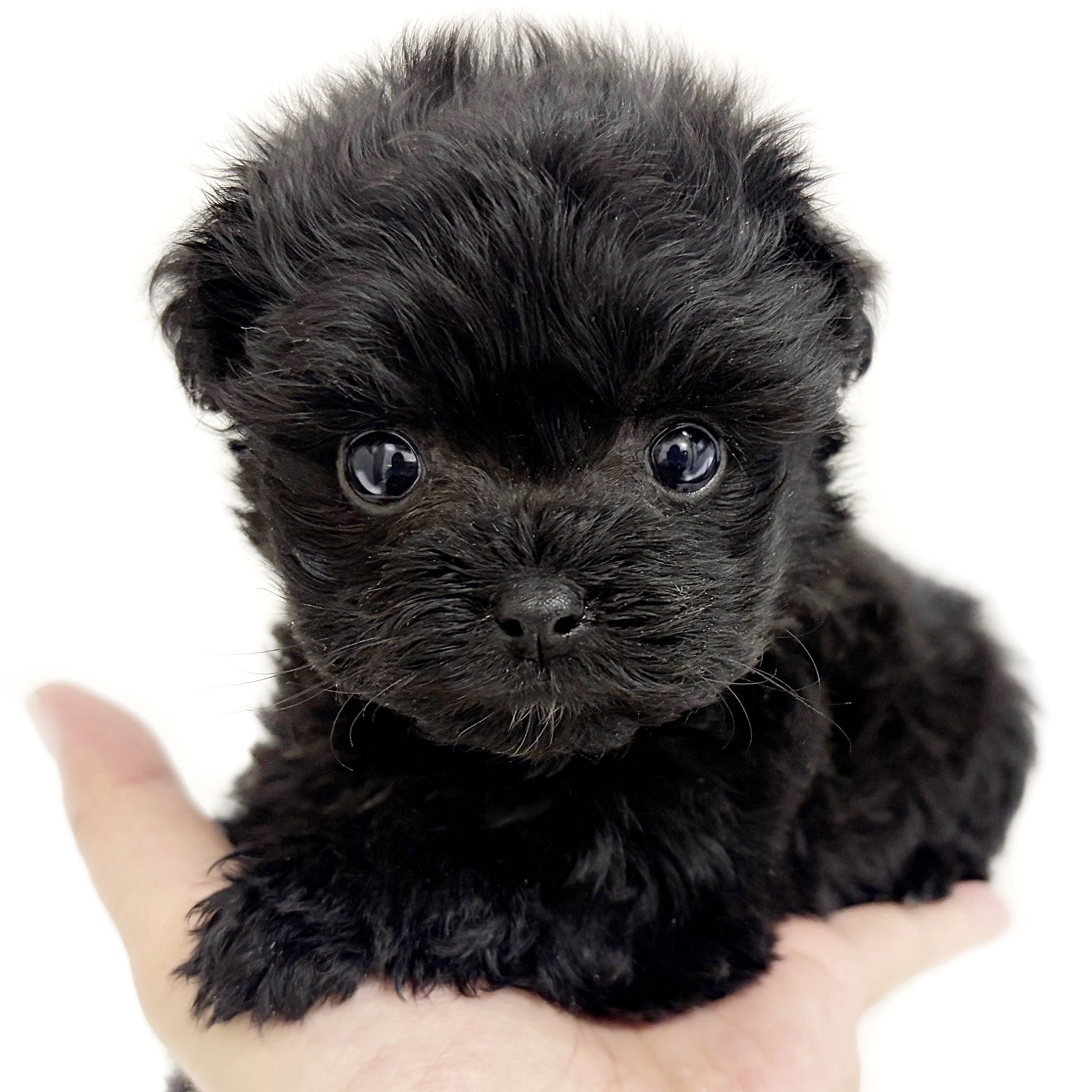 MIX（チワワ×トイプードル） | ペットショップ マルワン 小さめ子犬