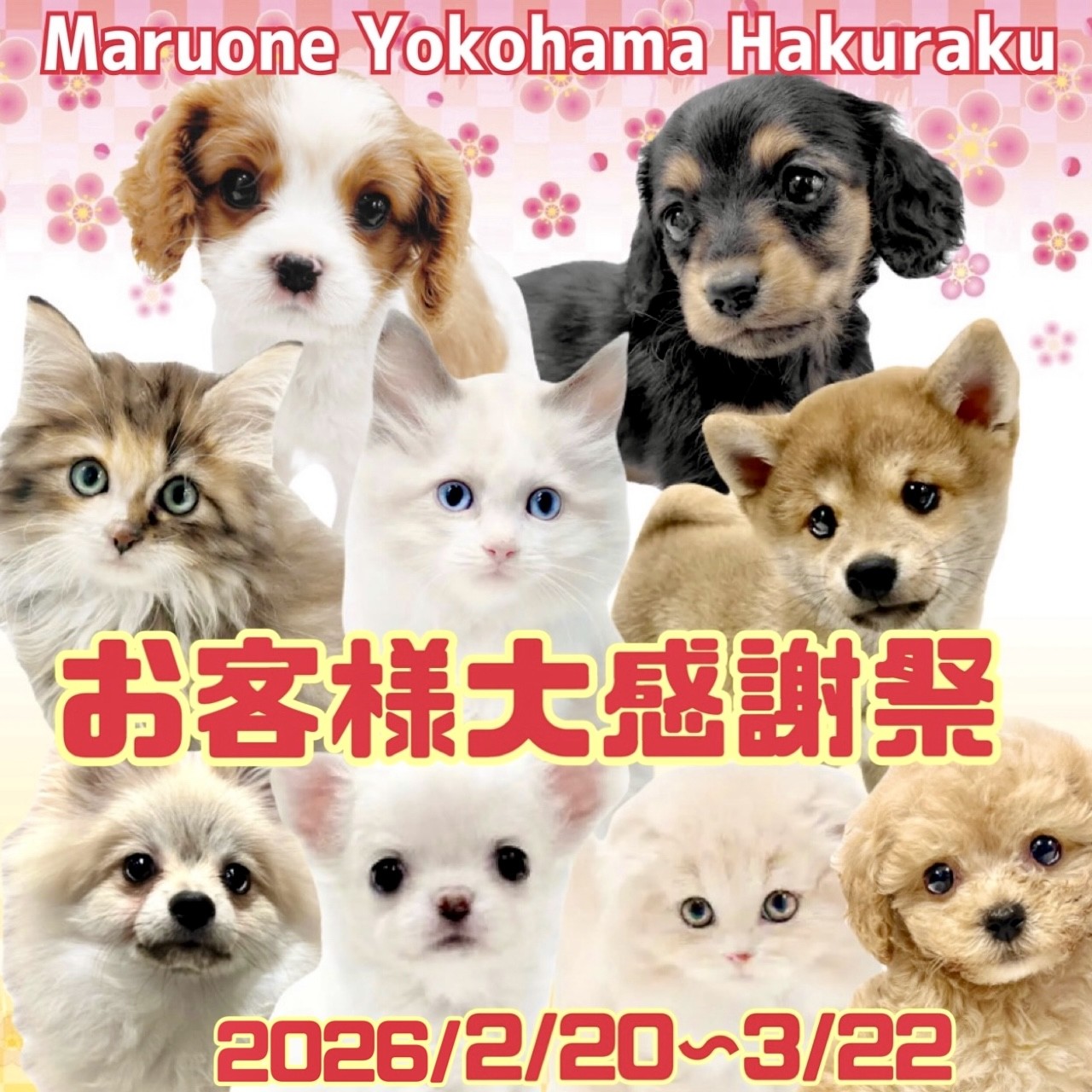 お知らせ 】春の感謝祭特別企画！マルワン横浜白楽店のわんにゃんをご