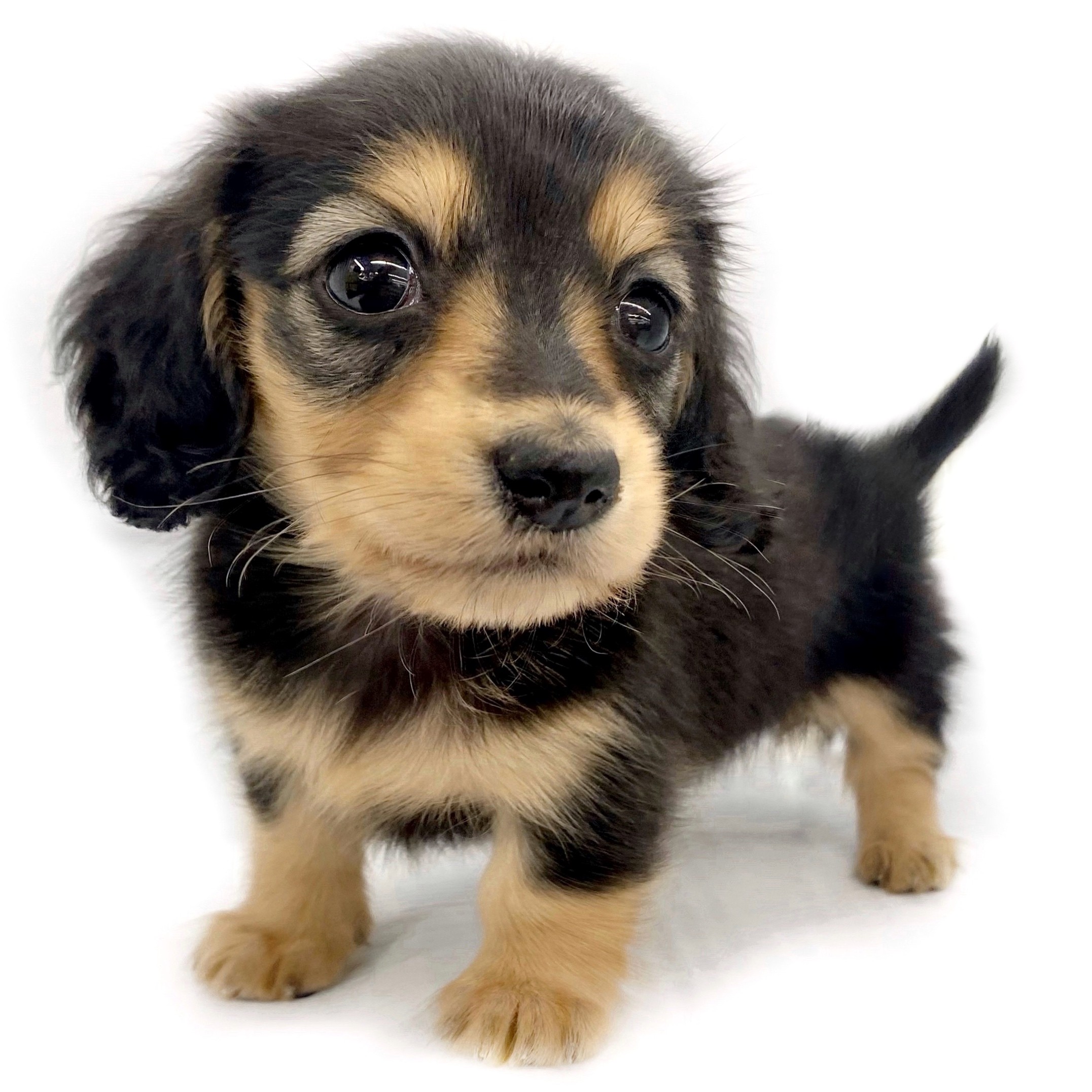 ミニチュア・ダックスフント | ペットショップ マルワン 小さめ子犬