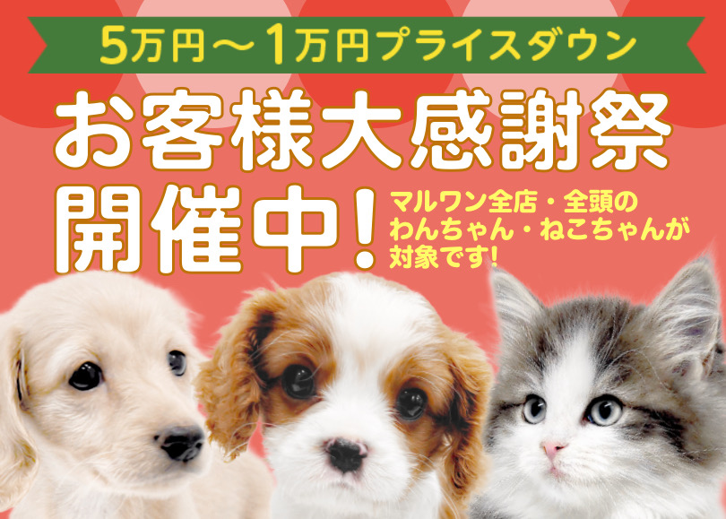 【 お客様大感謝祭 】もうすぐ春なので新生活プレゼント企画スタート！