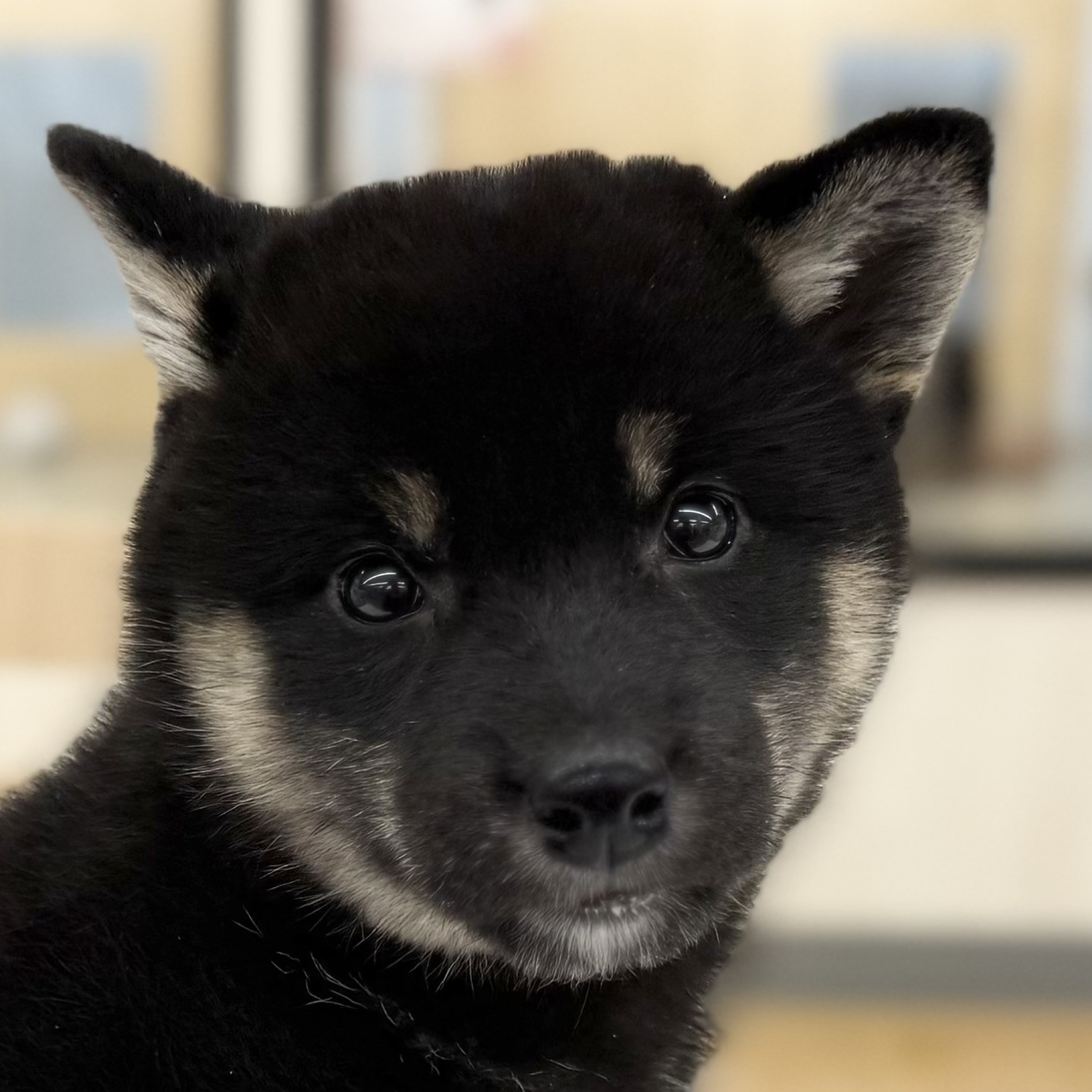 柴犬 】表情豊かな黒柴ちゃん！ずんぐりむっくり元気っ子ガール