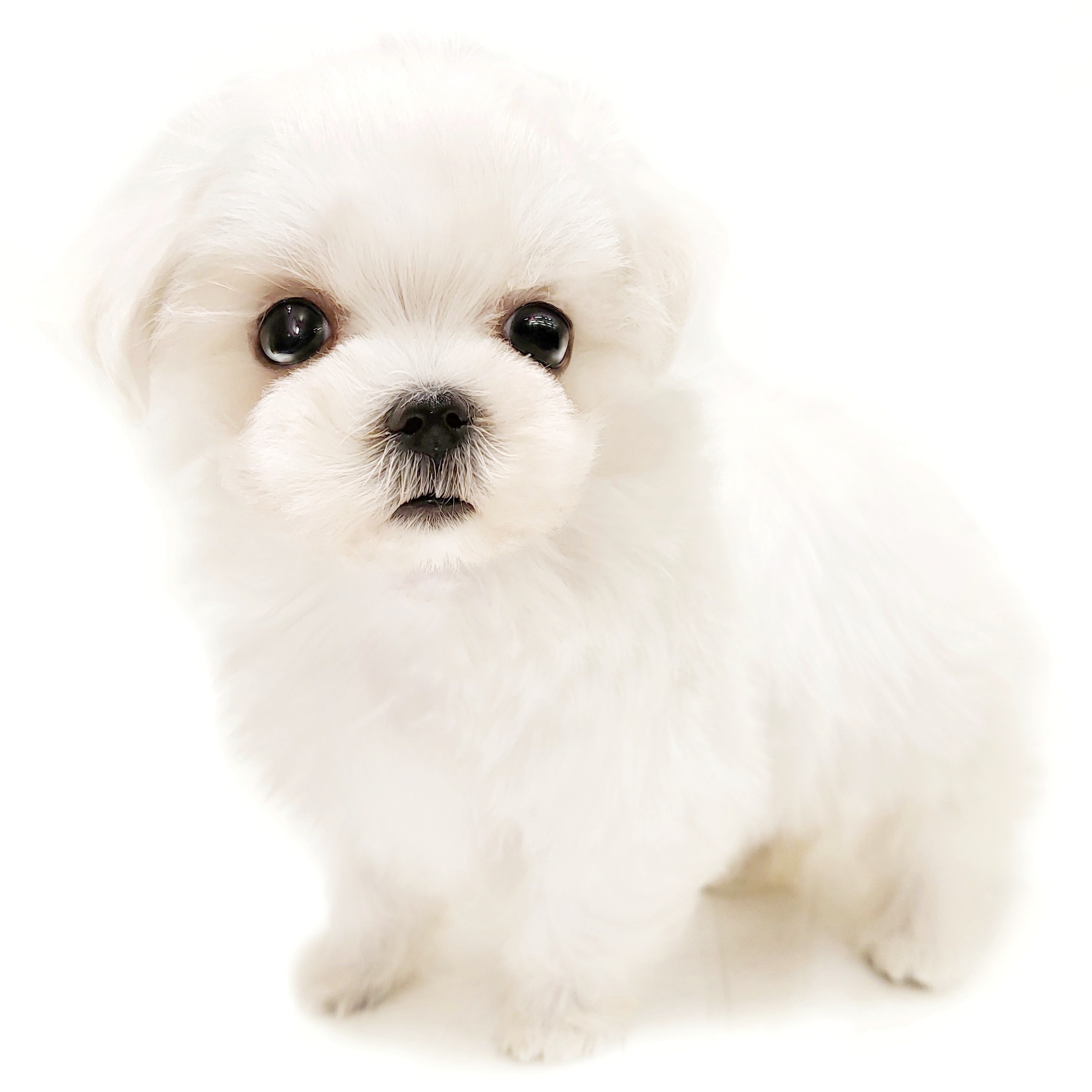 マルチーズ | ペットショップ マルワン 小さめ子犬 美形な子猫 初心者