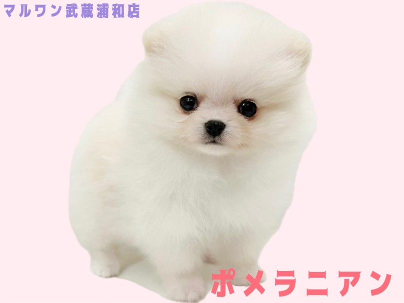 【 ポメラニアン 】小さめサイズのクリームカラーの女の子が埼玉浦和に登場