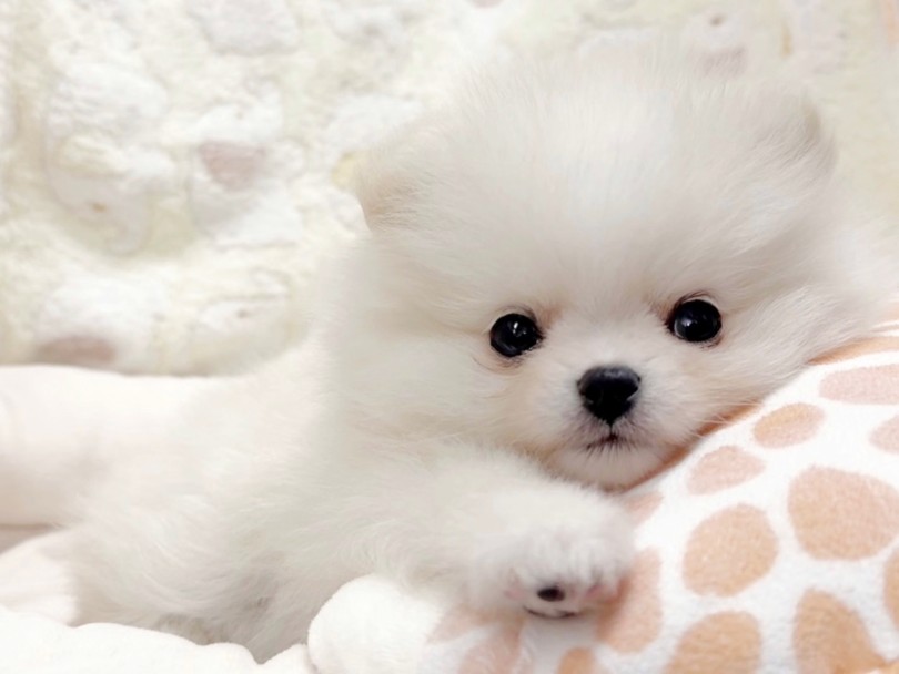 胸キュン必至の可愛さです♡ | ポメラニアン （04-320）- さいたま 武蔵浦和店