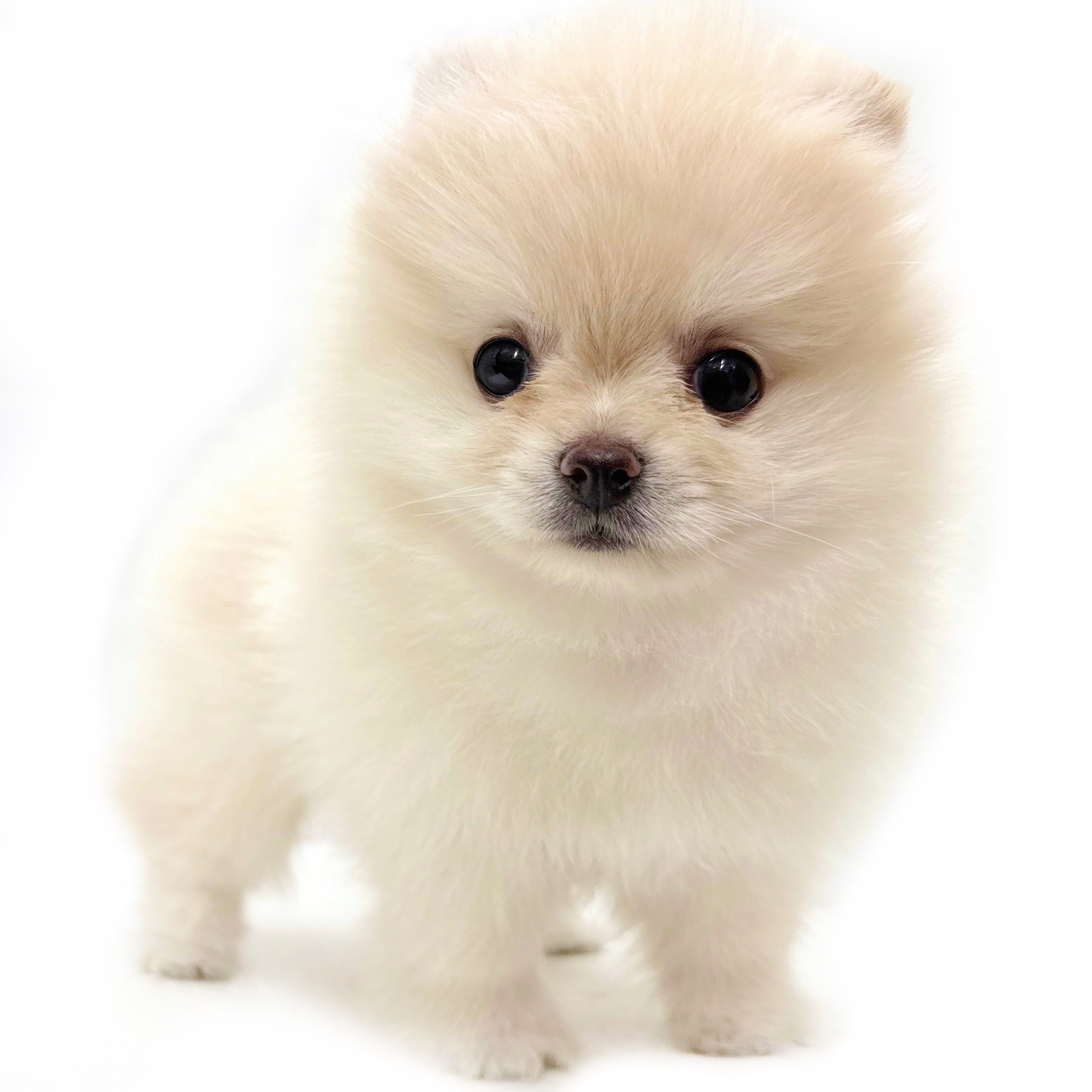 ポメラニアン | ペットショップ マルワン 小さめ子犬 美形な子猫