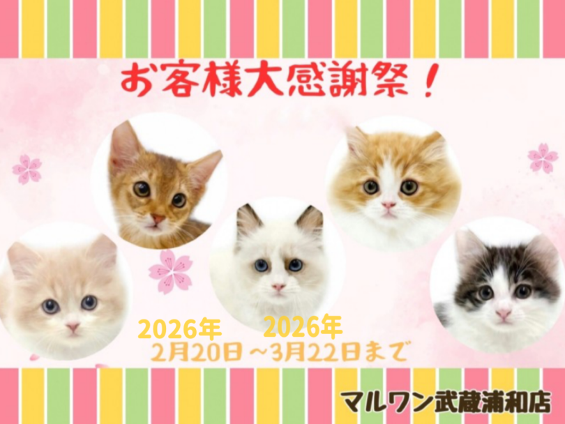 お知らせ 】お客様大感謝祭開催中！マルワン武蔵浦和店の子猫をご紹介