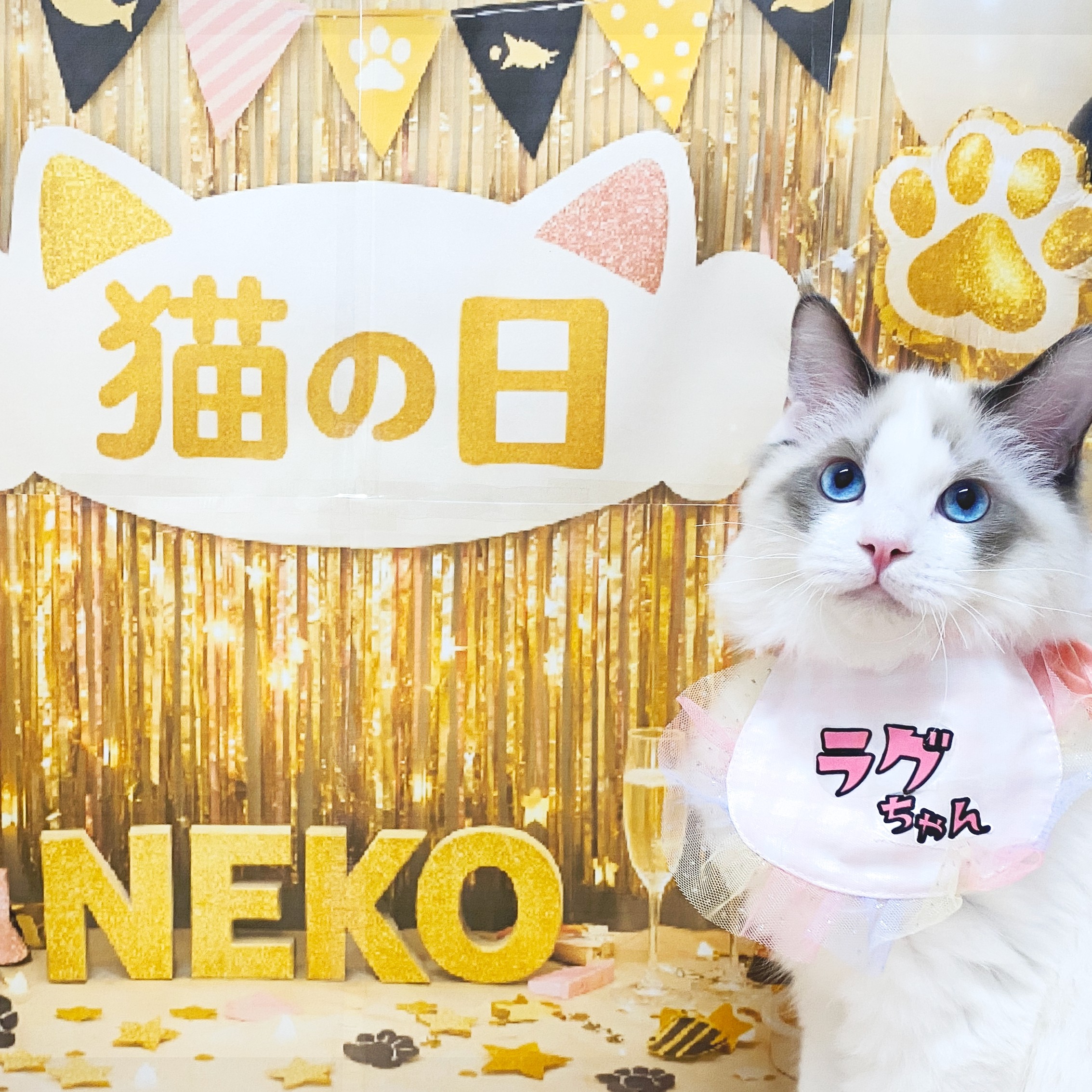 猫の日 】2月22日2時22分！猫の日に伝えたい猫の魅力！ | マルワンBLOG