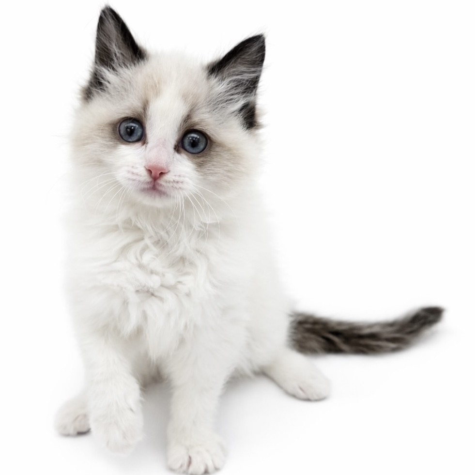 ラグドール | ペットショップ マルワン 小さめ子犬 美形な子猫 初心者