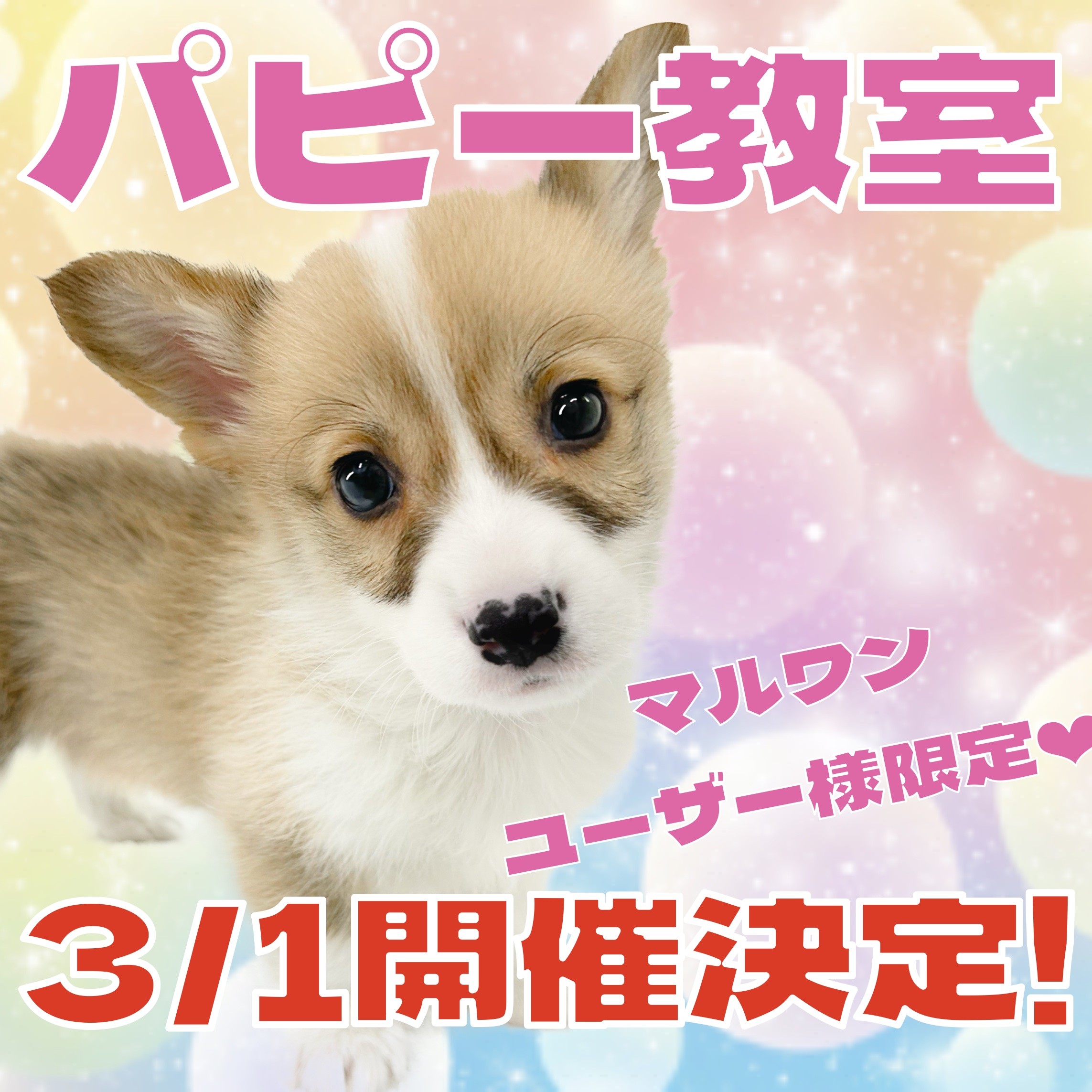 お知らせ 】横浜元町店3月のパピー教室のご案内！ | マルワンBLOG