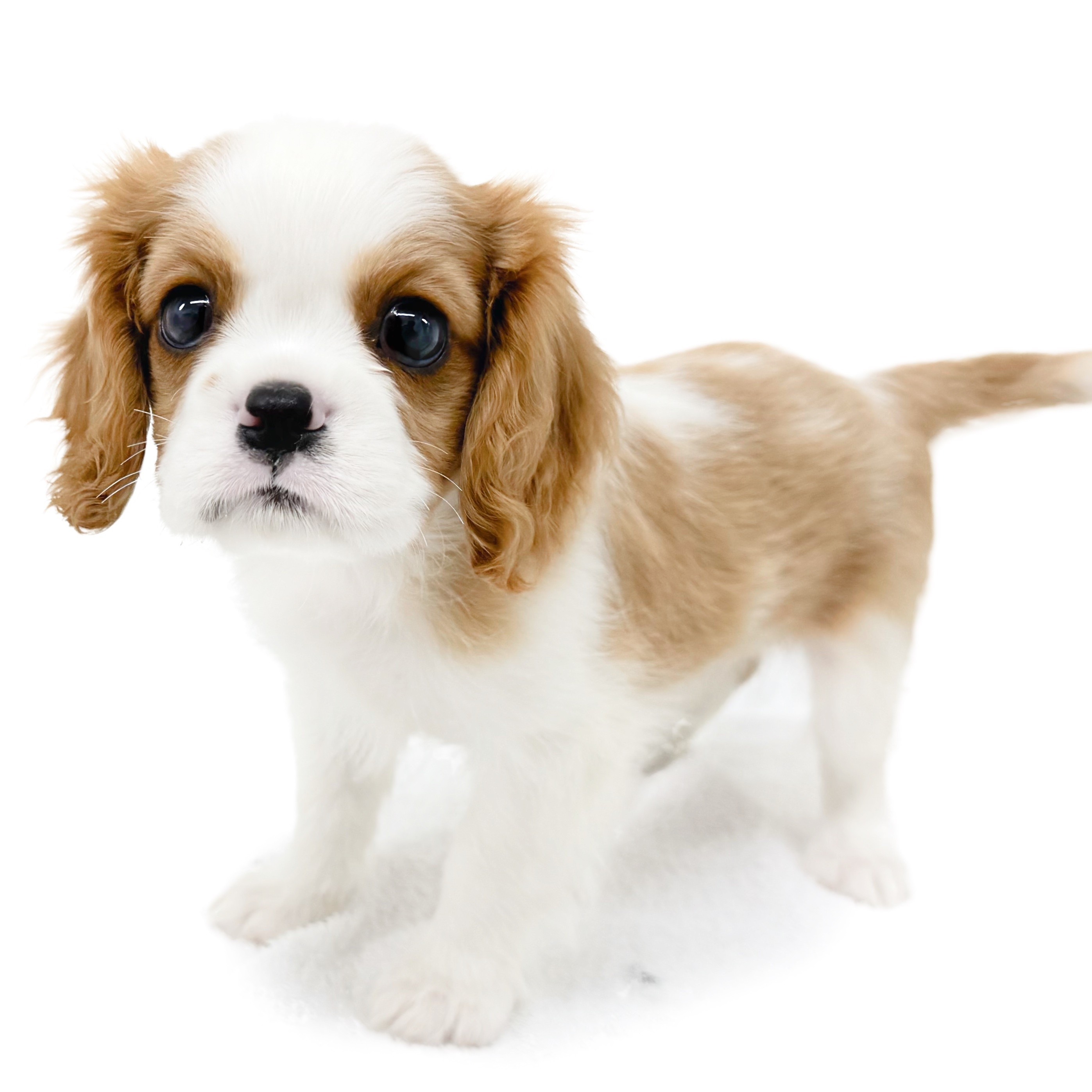 キャバリア・キングチャールズ・スパニエル | ペットショップ マルワン