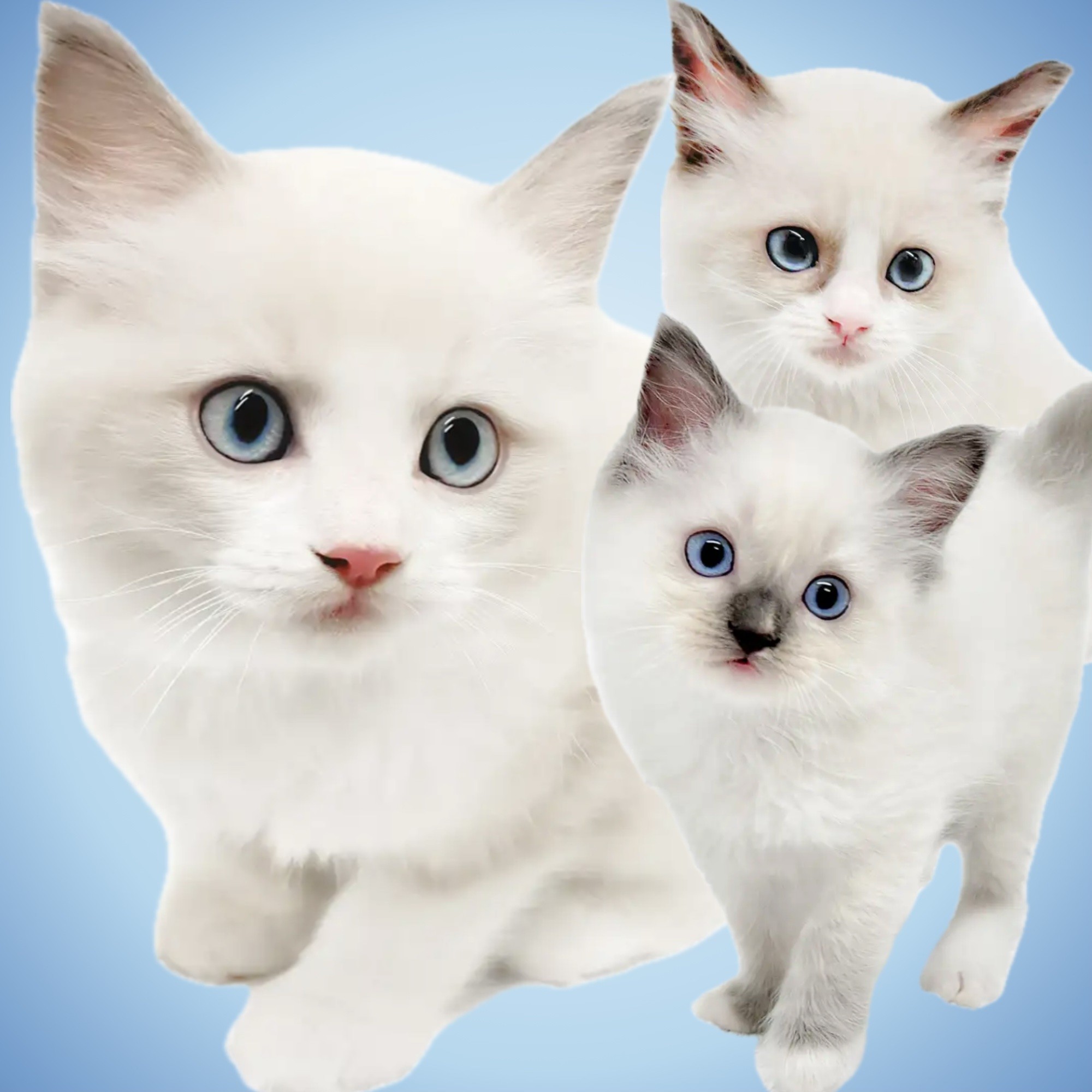 ラグドール 】2025年マルワン猫ランキングナンバーワンの人気の理由に