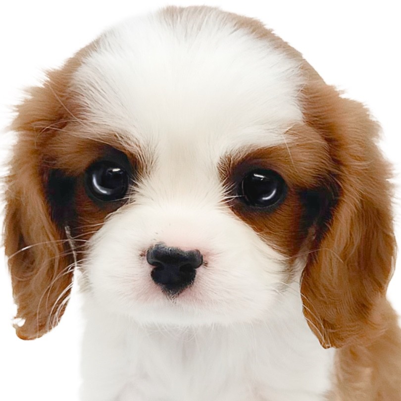 キャバリア Cavalier ブレンハイムのドール 34cm moda 着脱可能 キャバリア 】濃いめブレンハイム！圧倒的な可愛さを持つ絶世の美少女