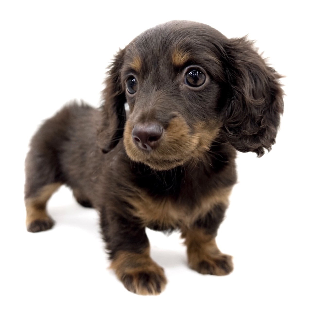 たっくすふんと カニンヘン・ダックスフント | ペットショップ マルワン 小さめ子犬