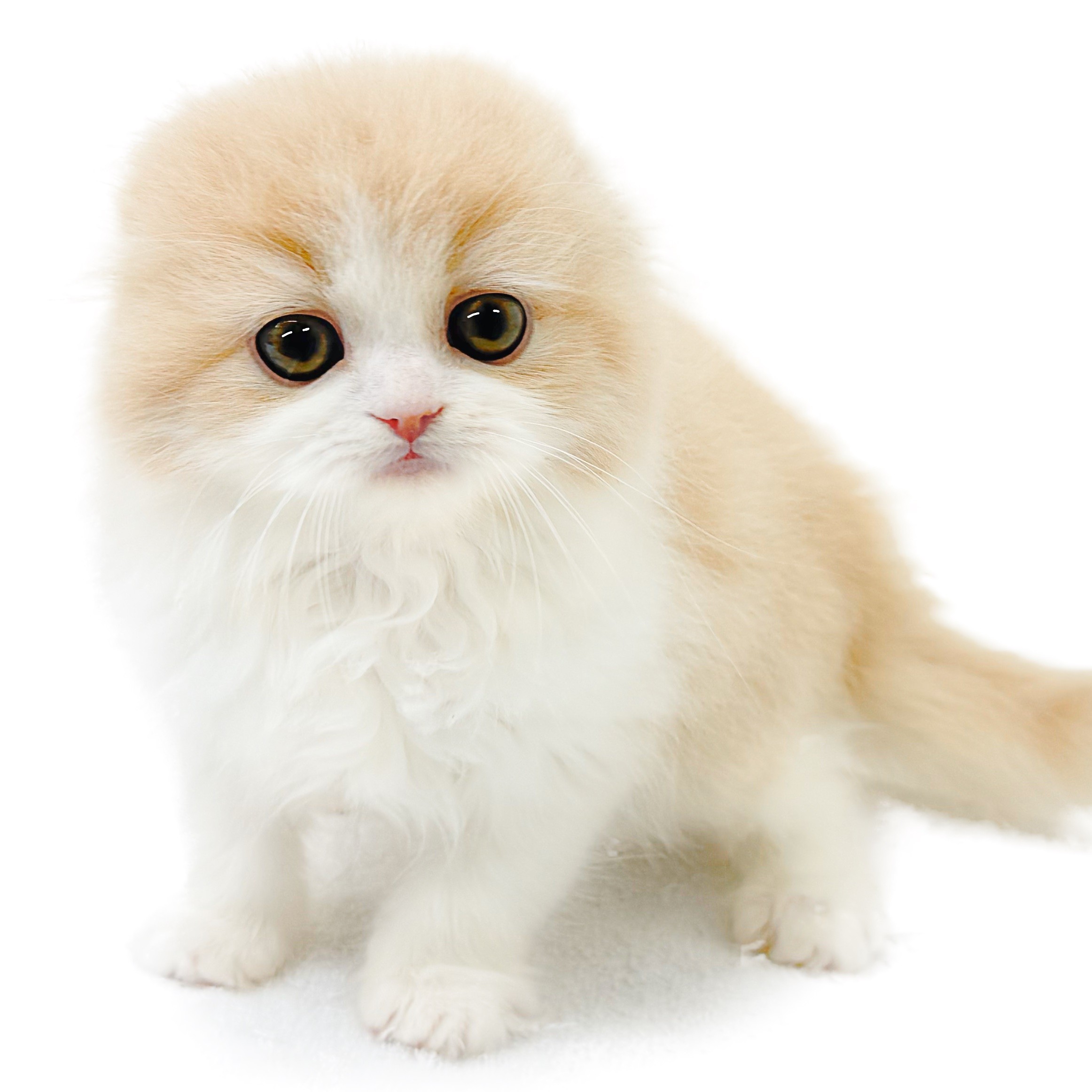 フォールデックス | ペットショップ マルワン 小さめ子犬 美形な子猫
