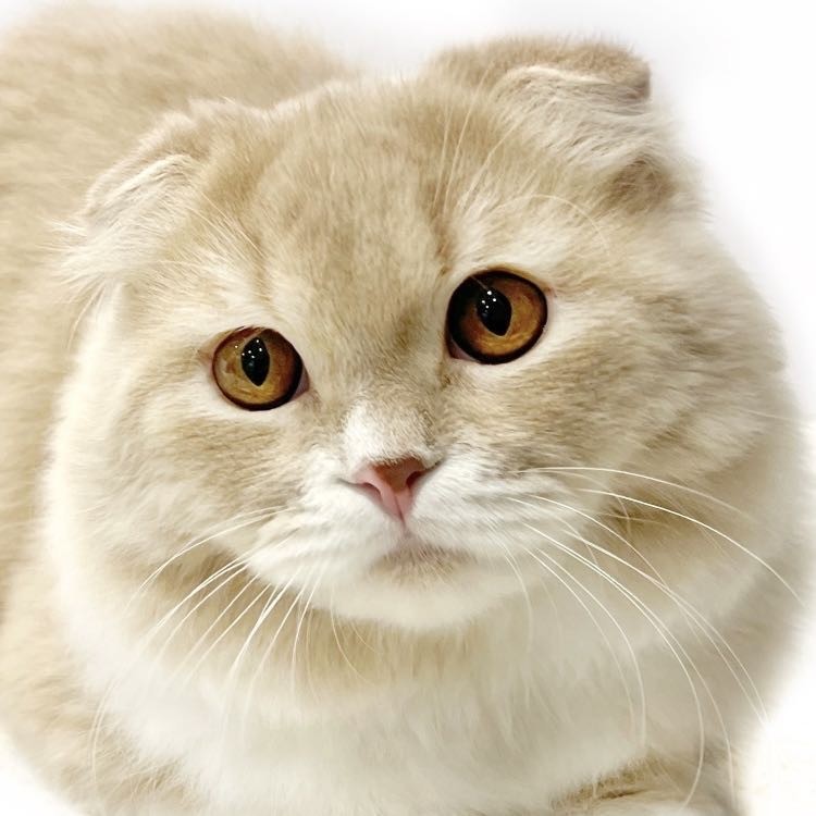 猫 スコティッシュフォールド 】初めての猫にぴったり！その魅力とは