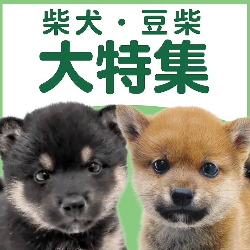 柴犬・豆柴特集 】3/5現在在店中の和犬代表わんこ！最新動画付き