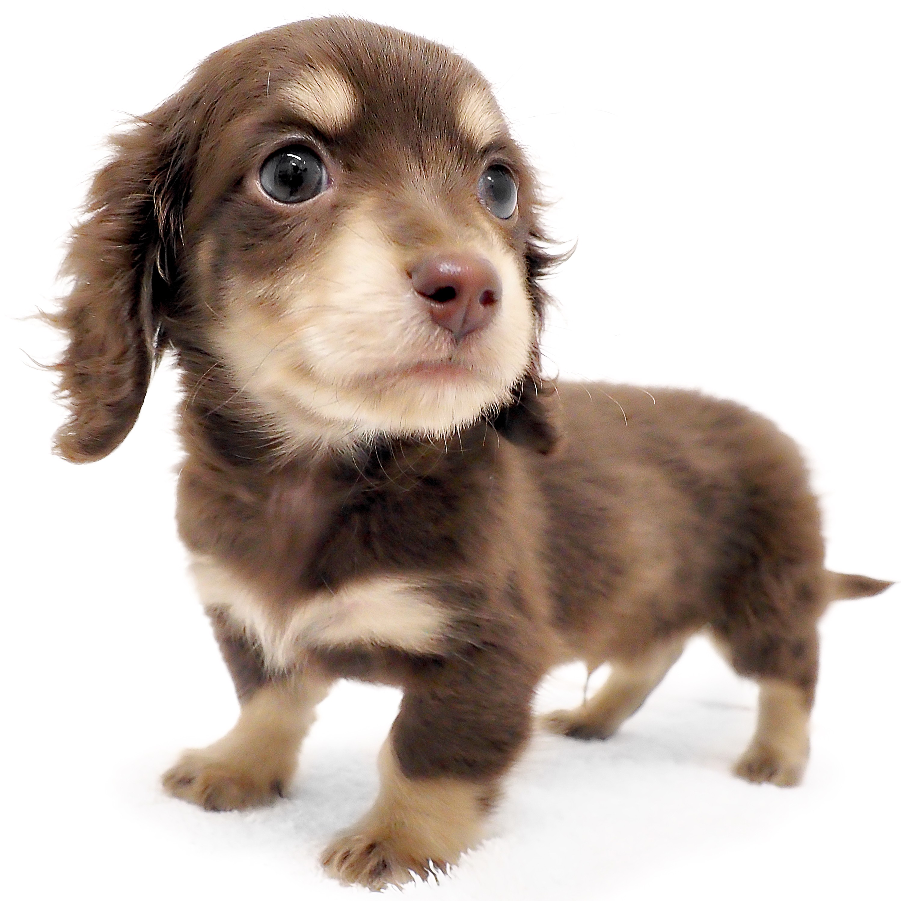 カニンヘン・ダックスフント | ペットショップ マルワン 小さめ子犬