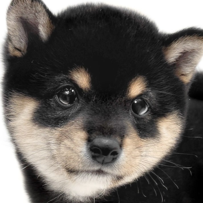 豆柴 】日本犬代表はへそ天が特技？甘さと凛々しさを兼ね備えた黒豆柴