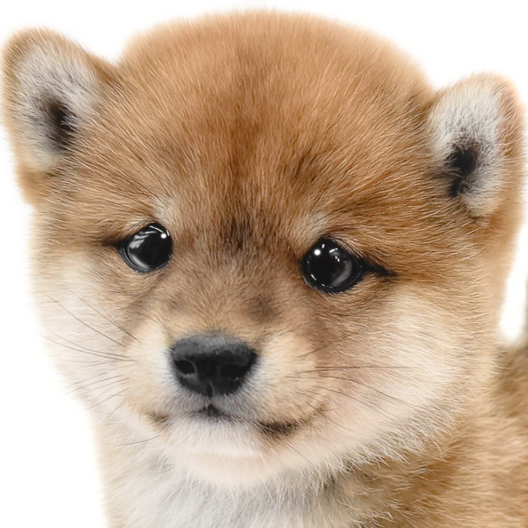 豆柴 】大きさは柴犬の半分？可愛くて飼いやすい日本犬は愛嬌抜群の