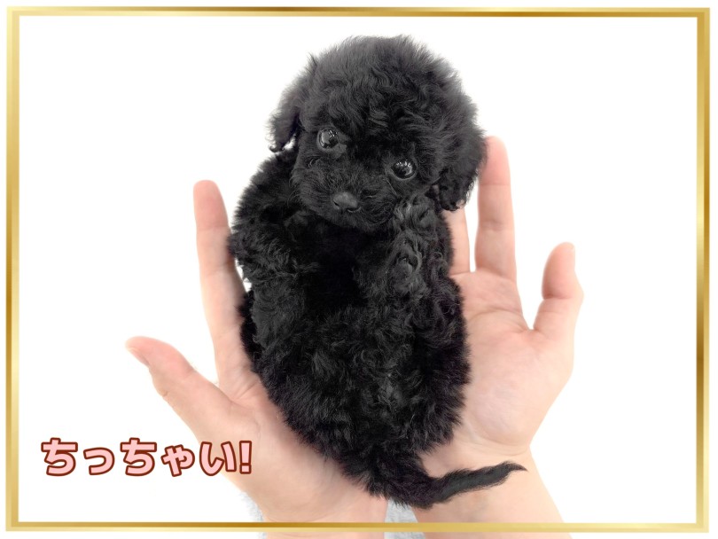 手のひらサイズです | トイプードル （14-243） - 城山店