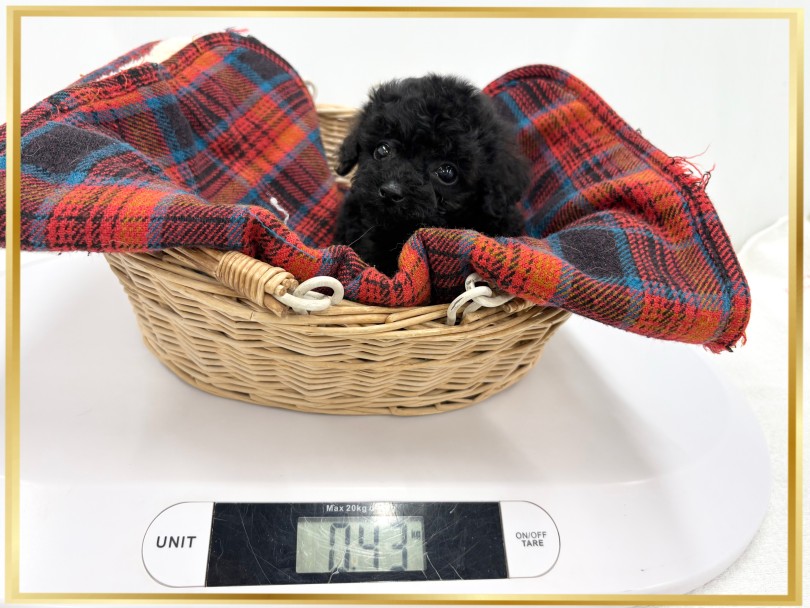 現在の体重は430g | トイプードル （14-243） - 城山店