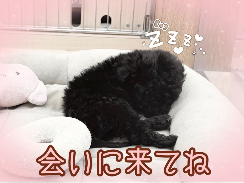 ご来店をお待ちしております | トイプードル （14-243） - 城山店