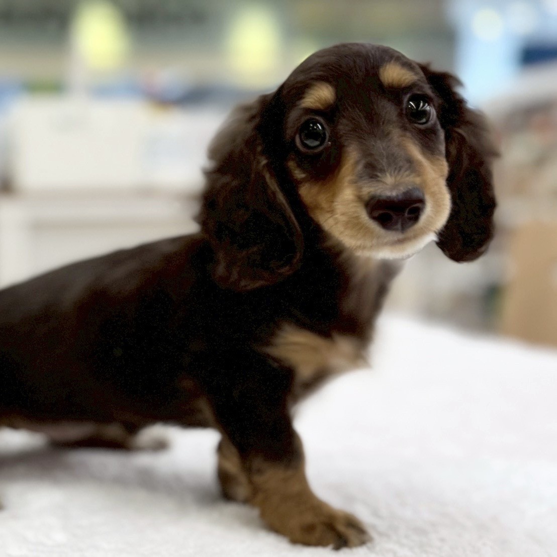 ミニチュア・ダックスフント 】人気の家庭犬！甘えん坊の女の子