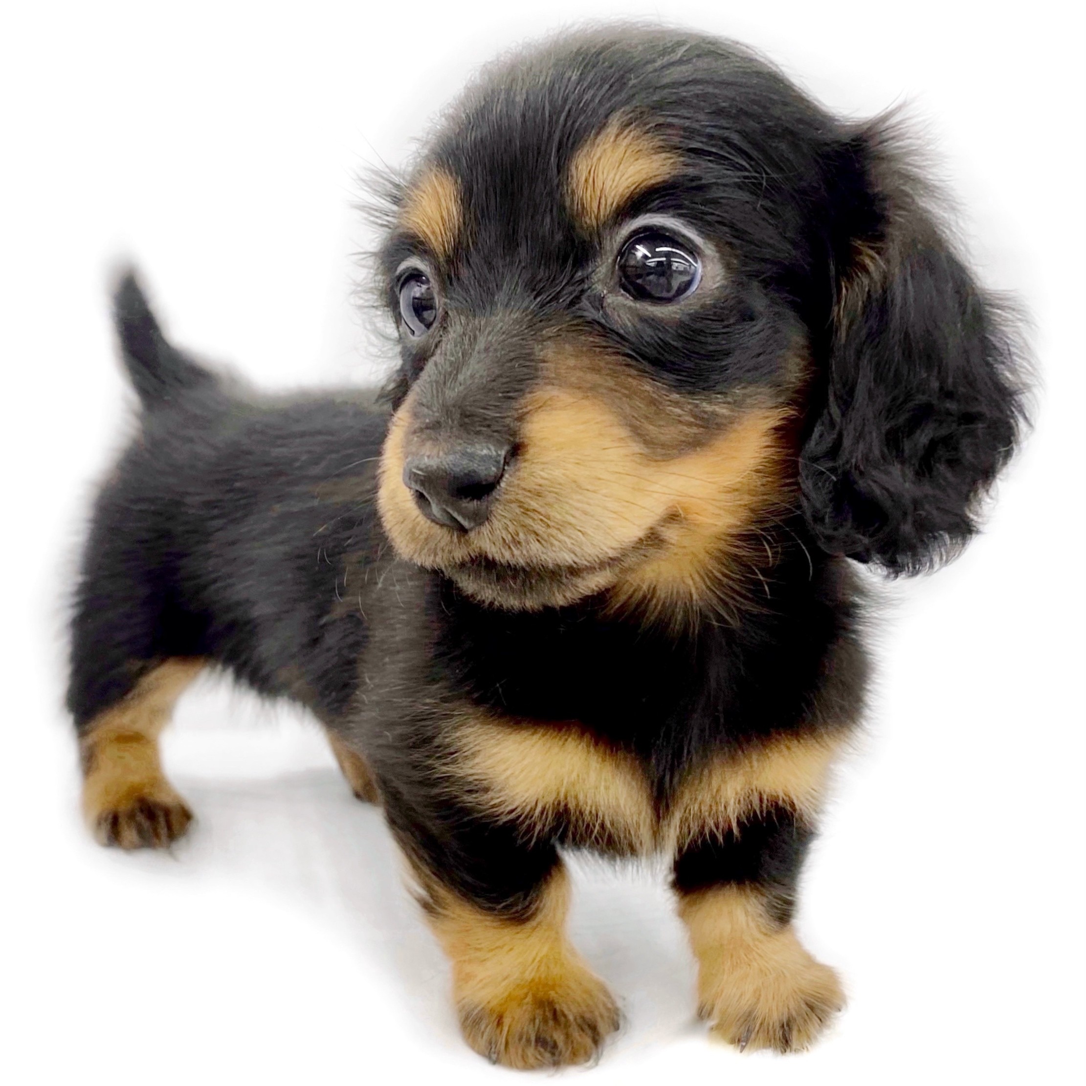 ミニチュア・ダックスフント | ペットショップ マルワン 小さめ子犬