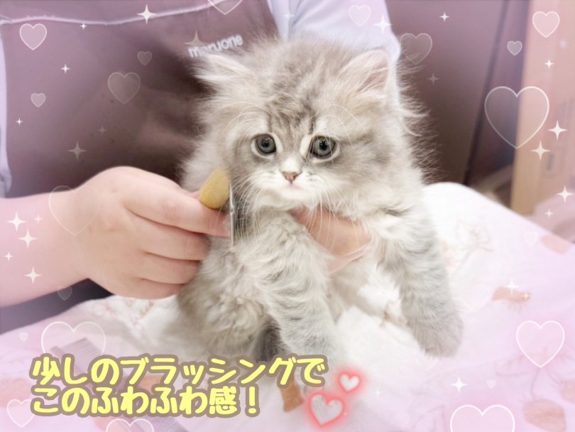 毎日のブラッシングがおすすめ | ラガマフィン （21&minus;314） - 鶴ヶ島店