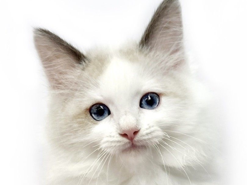 最大の特徴は、透き通るようなブルーの瞳 | ラグドール （02-160） - 横浜 白楽店