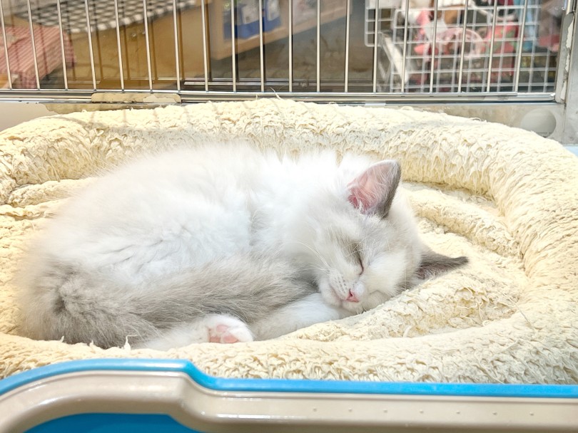 初めて猫ちゃんを迎える方にもおすすめ | ラグドール （02-160） - 横浜 白楽店