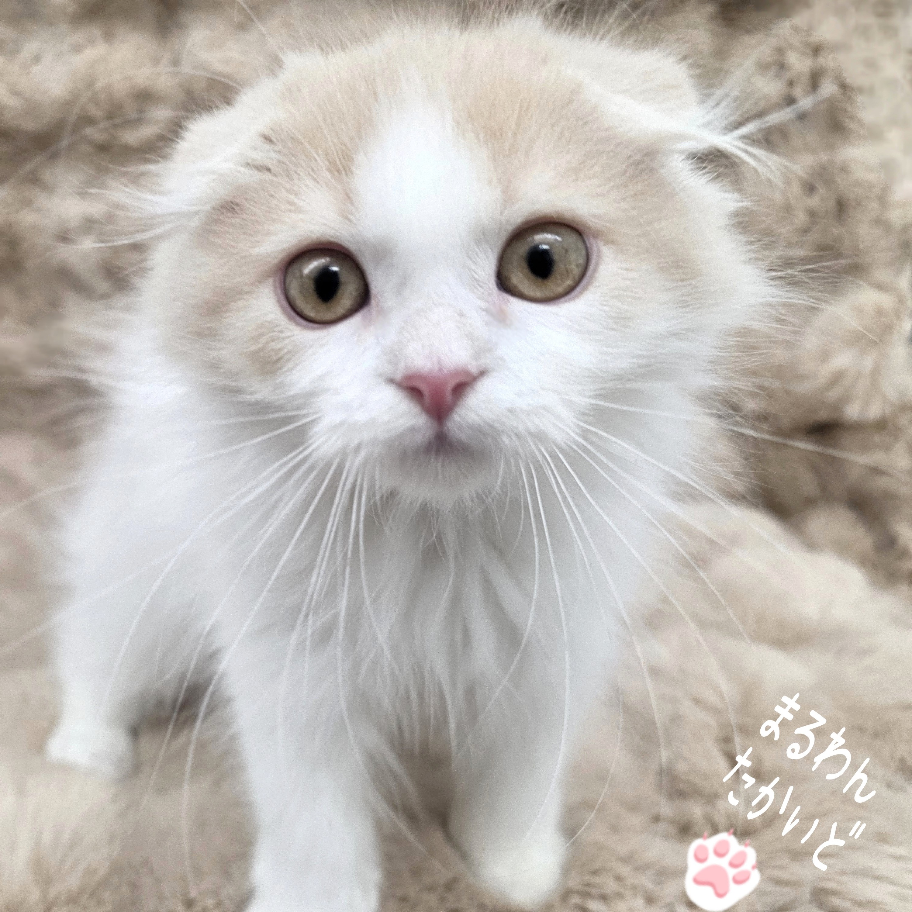 かゆっこ■C033■美品■正絹■籠に子猫柄　足跡　袋帯■スコティッシュ d941e01dd83415a88b1c2c65d5c902