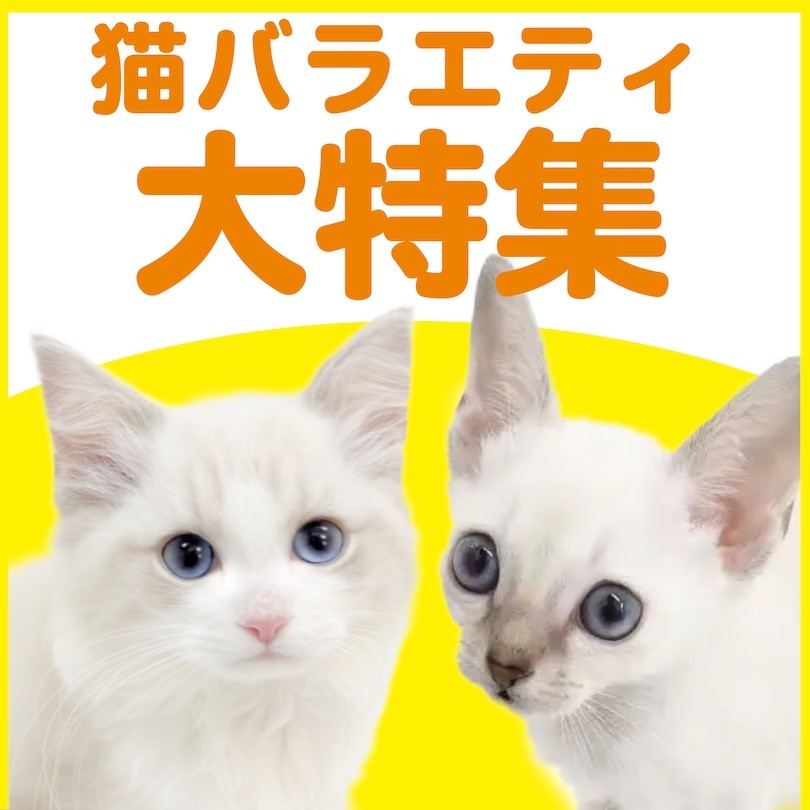 猫バラエティ特集 】3/5現在在店中のオンリーにゃんこ！最新動画は必見