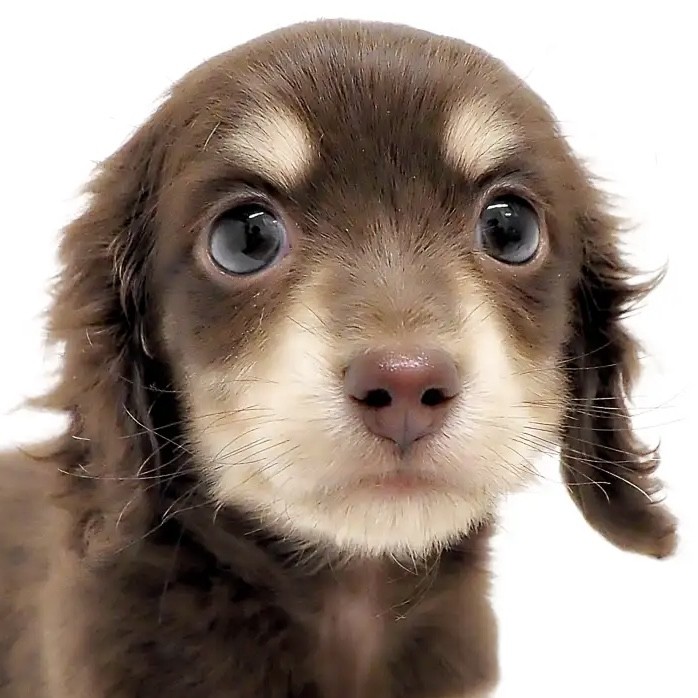 カニンヘンダックス 】チョコ＆イエローは超レア！隠れロゴマークもご