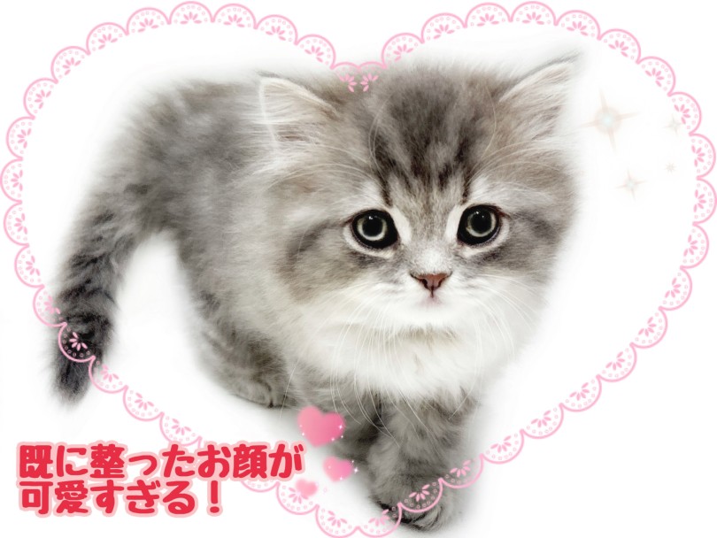 とにかくお顔が可愛い | ラガマフィン （21&minus;314） - 鶴ヶ島店