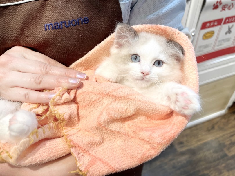 穏やかで甘えん坊な性格 | ラグドール （02-160） - 横浜 白楽店