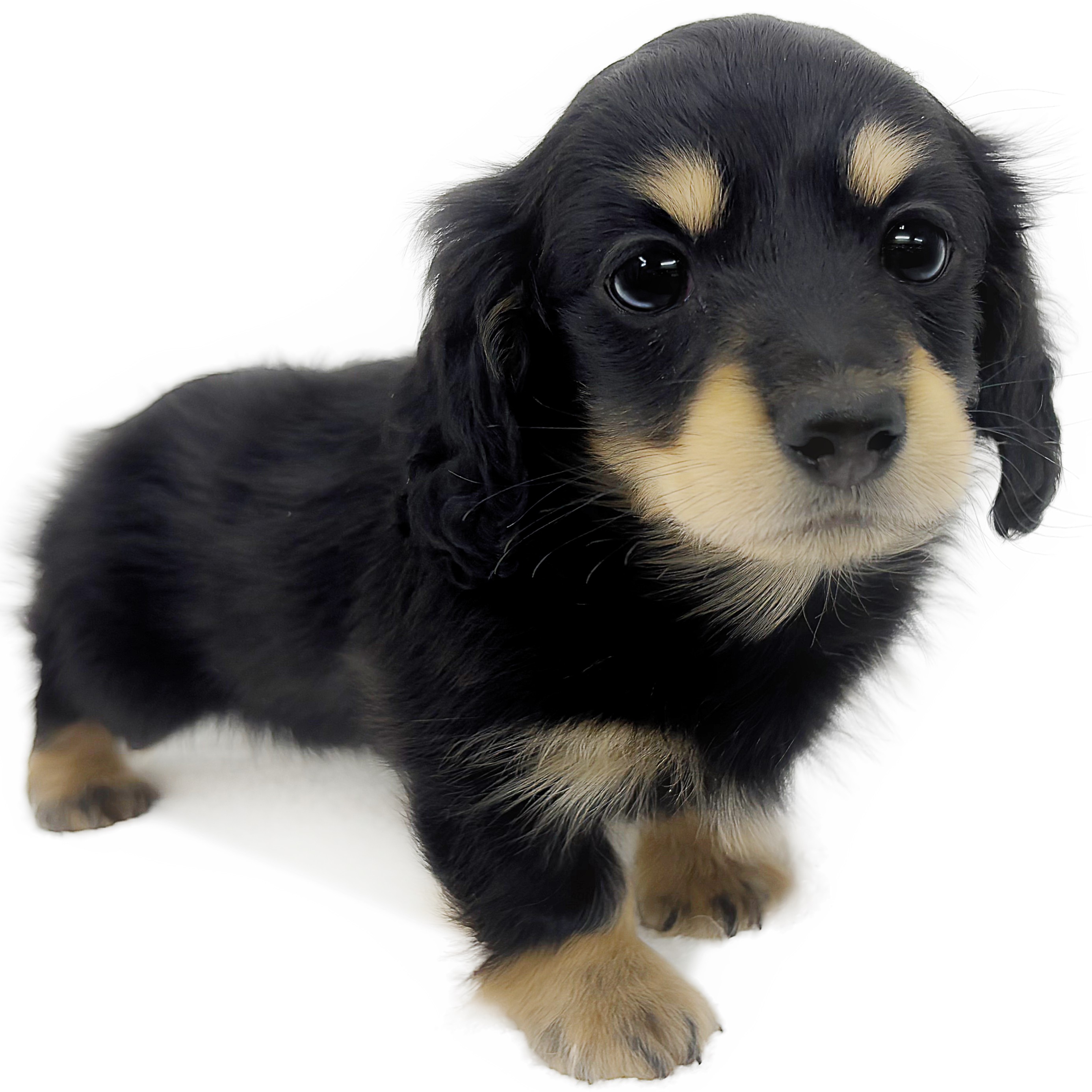 カニンヘン・ダックスフント | ペットショップ マルワン 小さめ子犬