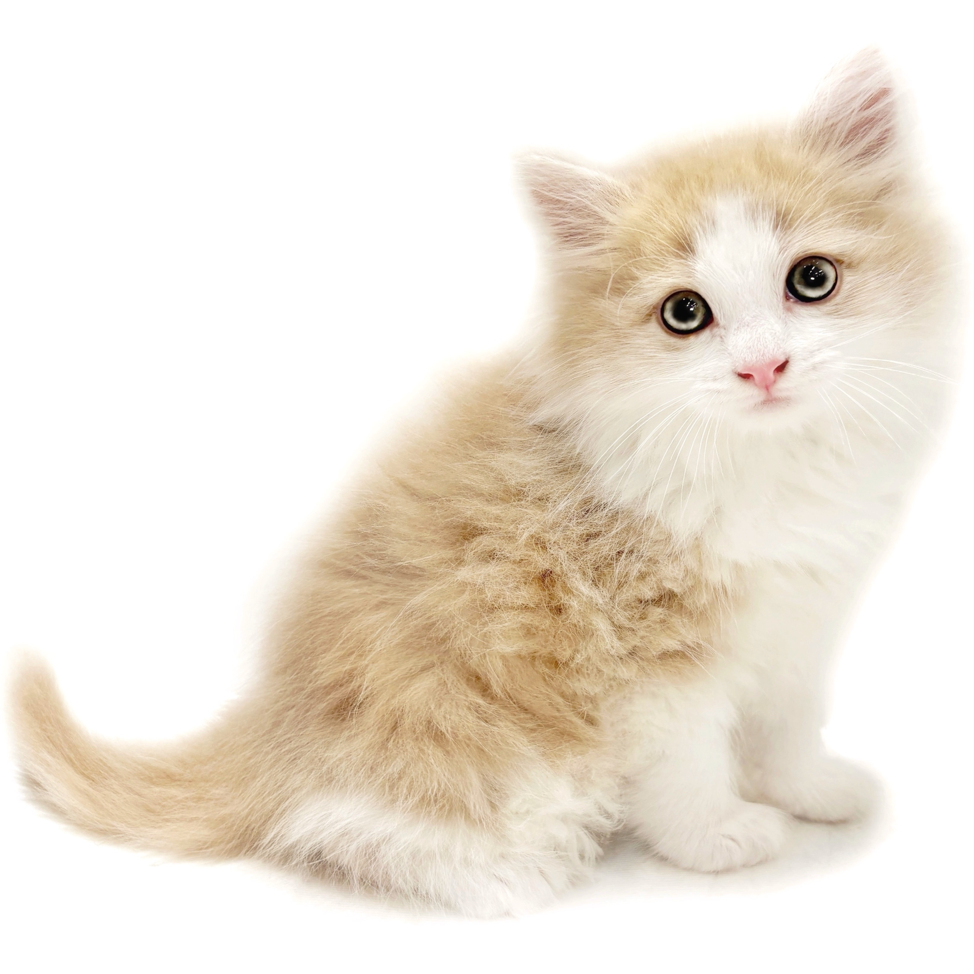 ノルウェージャンフォレストキャット | ペットショップ マルワン