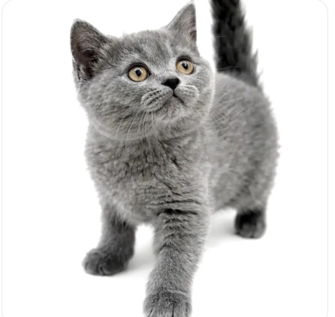 短毛シュシュカメリア柄(グレー)わんちゃん猫ちゃん用 ブリティッシュショートヘア | ペットショップ マルワン 小さめ子犬