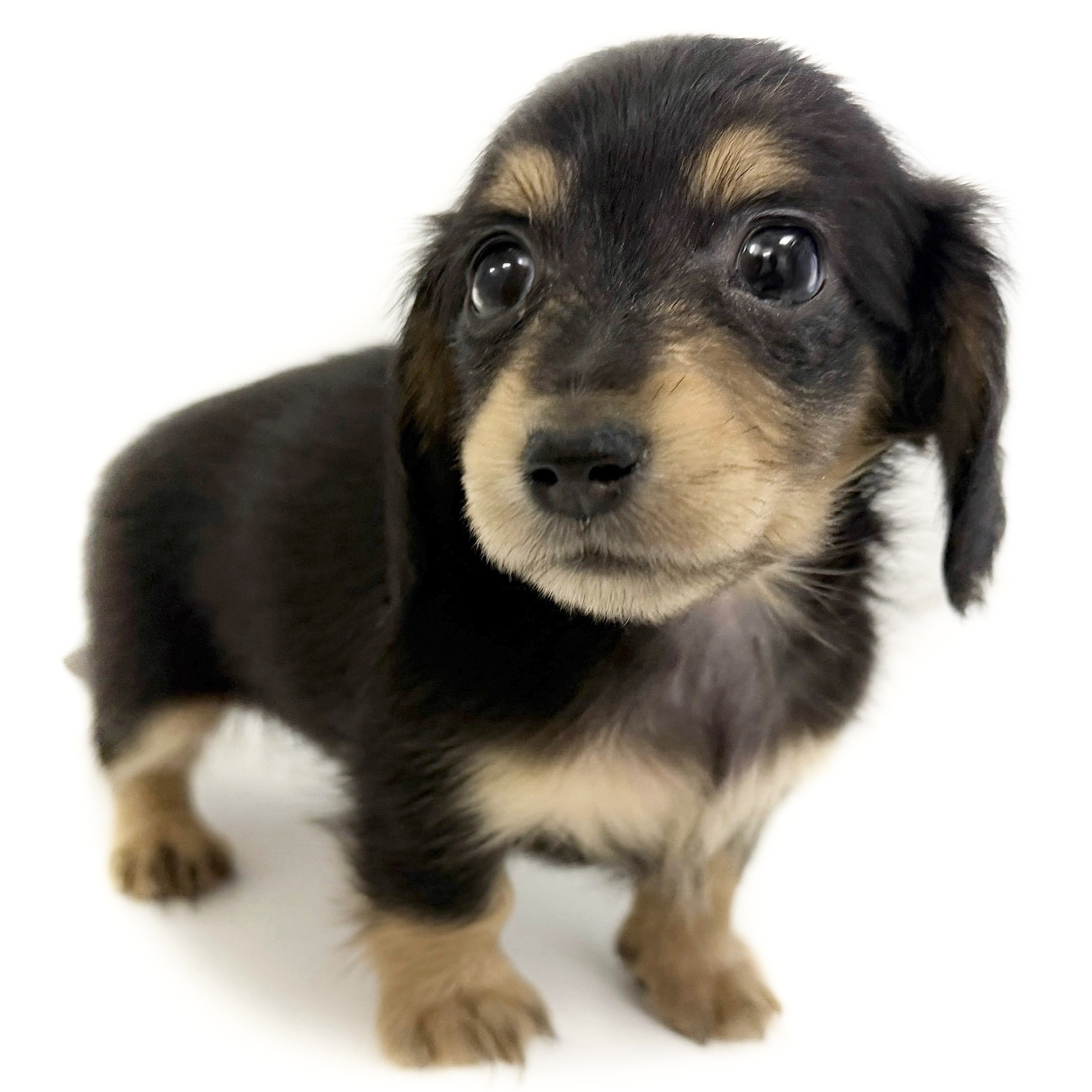 カニンヘン・ダックスフント | ペットショップ マルワン 小さめ子犬