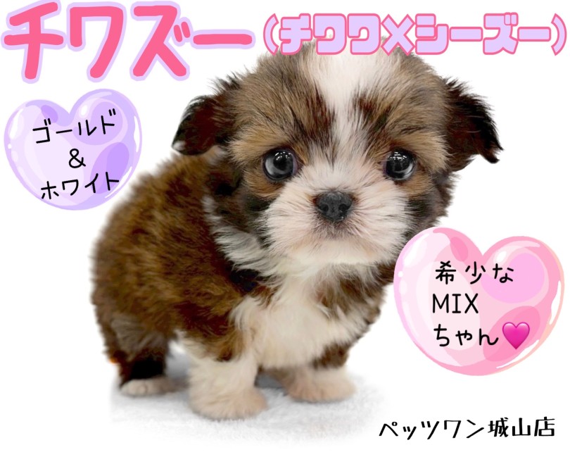 【 MIX 】人気なのに滅多に出会えない！チワワ&times;シーズーのチワズーちゃん登場！