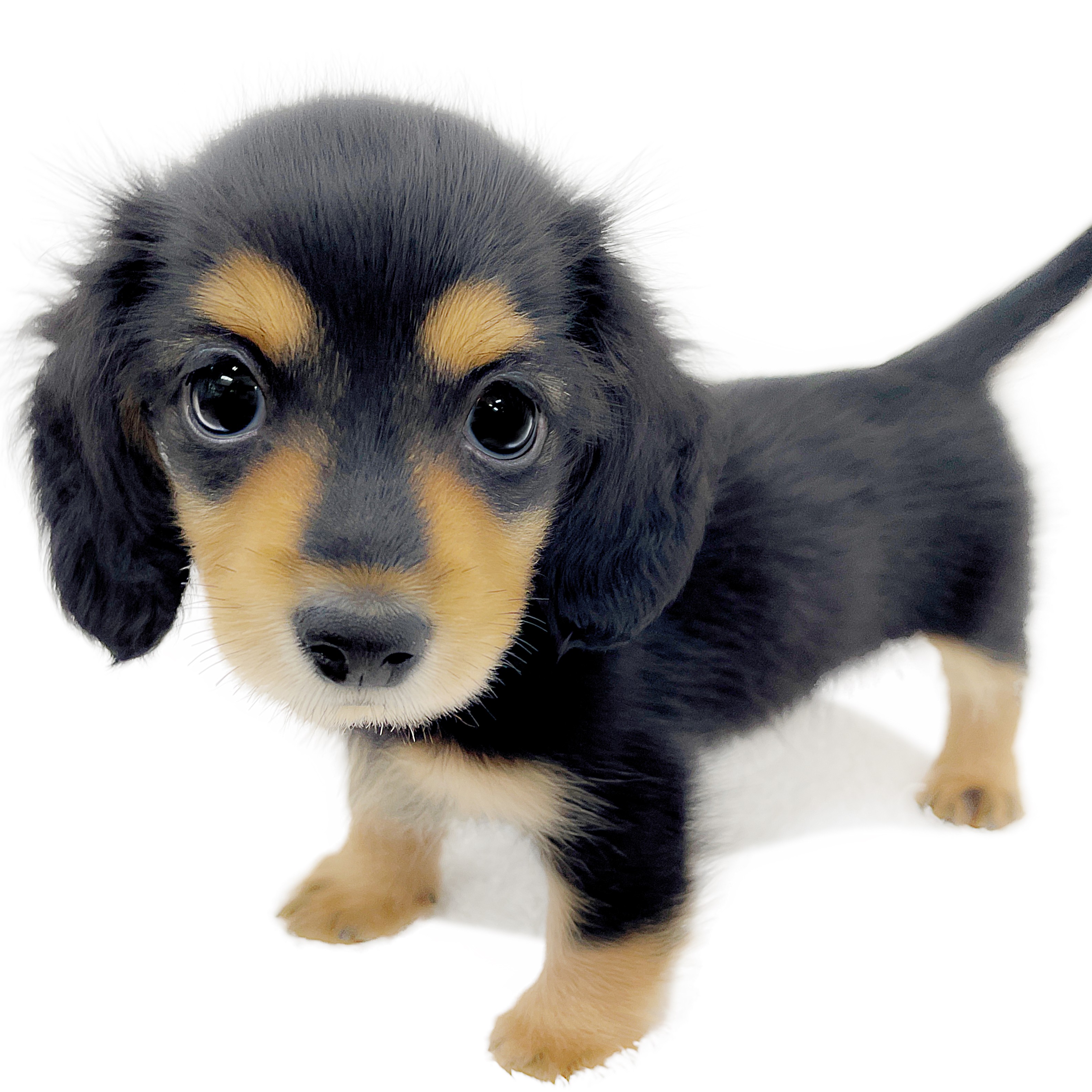 カニンヘン・ダックスフント | ペットショップ マルワン 小さめ子犬